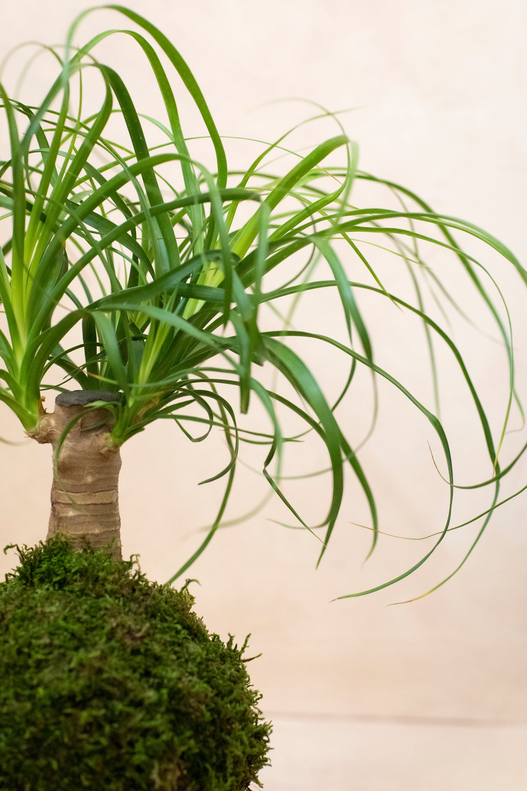 Asparagus Fern Plumosa Kokedama