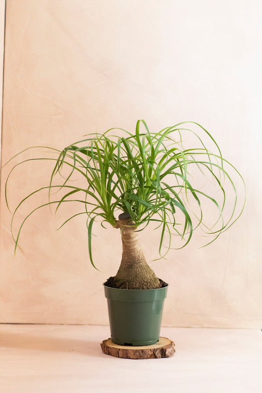 Ponytail Palm Care Guide