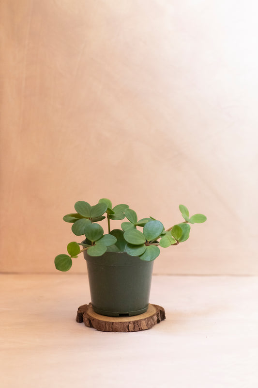 Peperomia Hope Care Guide