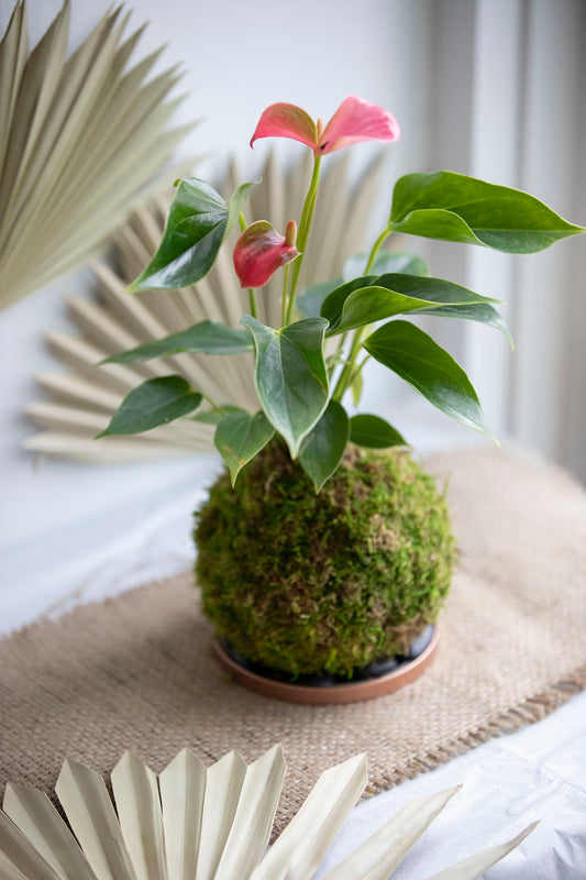 Anthurium Care Guide