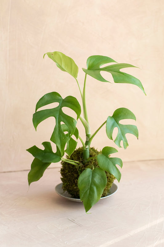 Rhaphidophora Tetrasperma "Mini Monstera" Care Guide