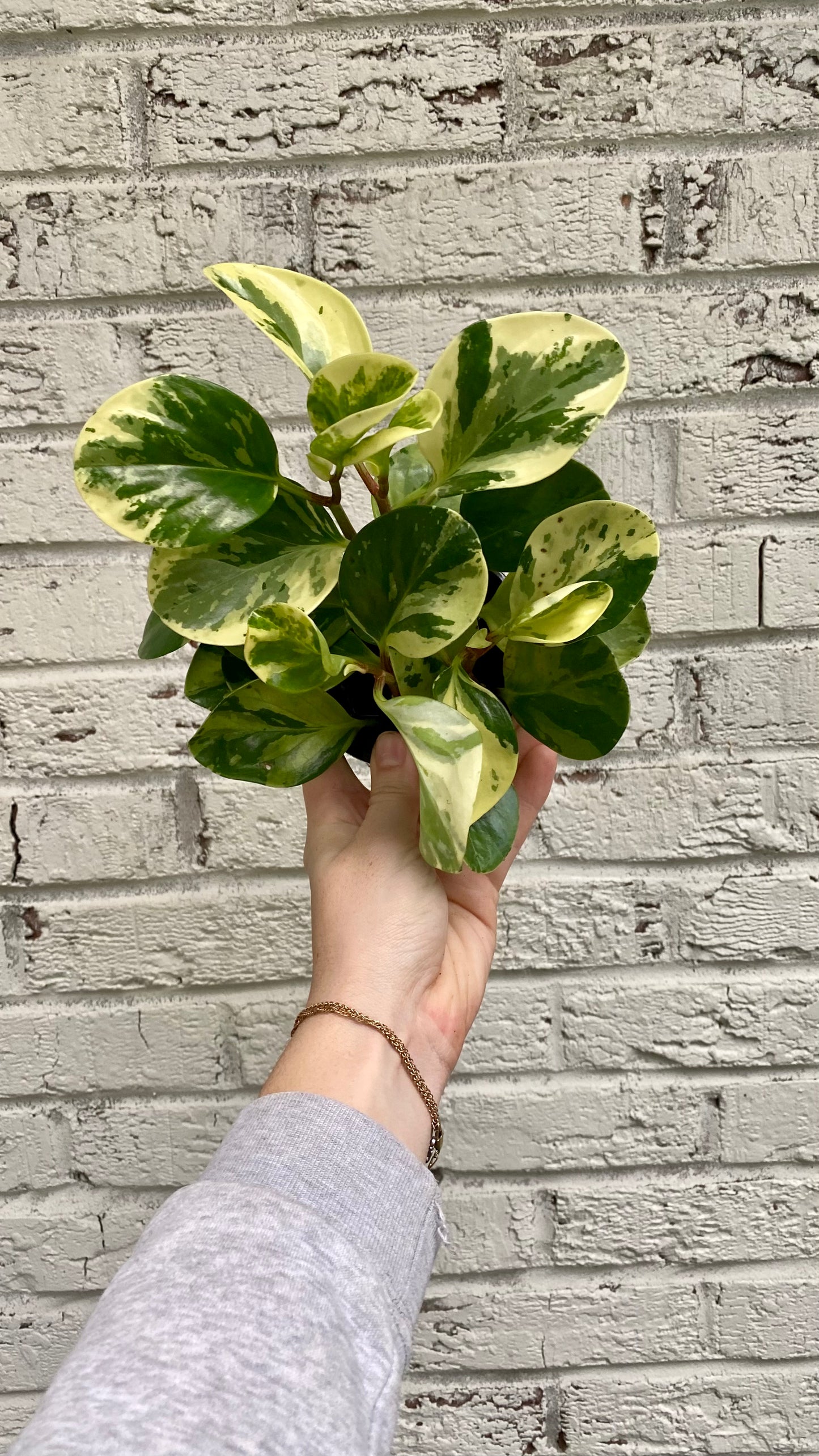 Peperomia Obtusifolia Kokedama