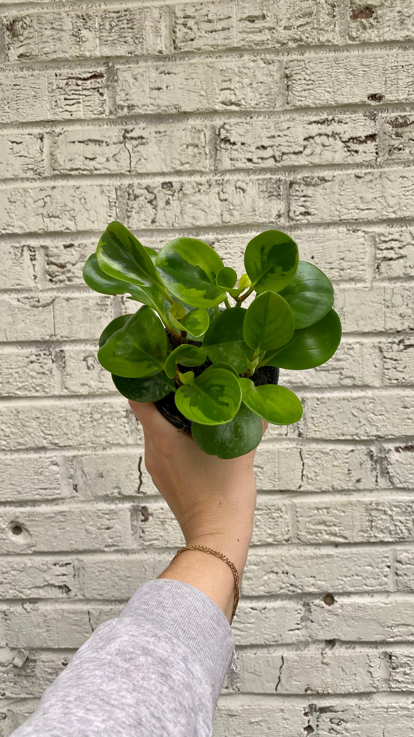 Peperomia Obtusifolia Kokedama