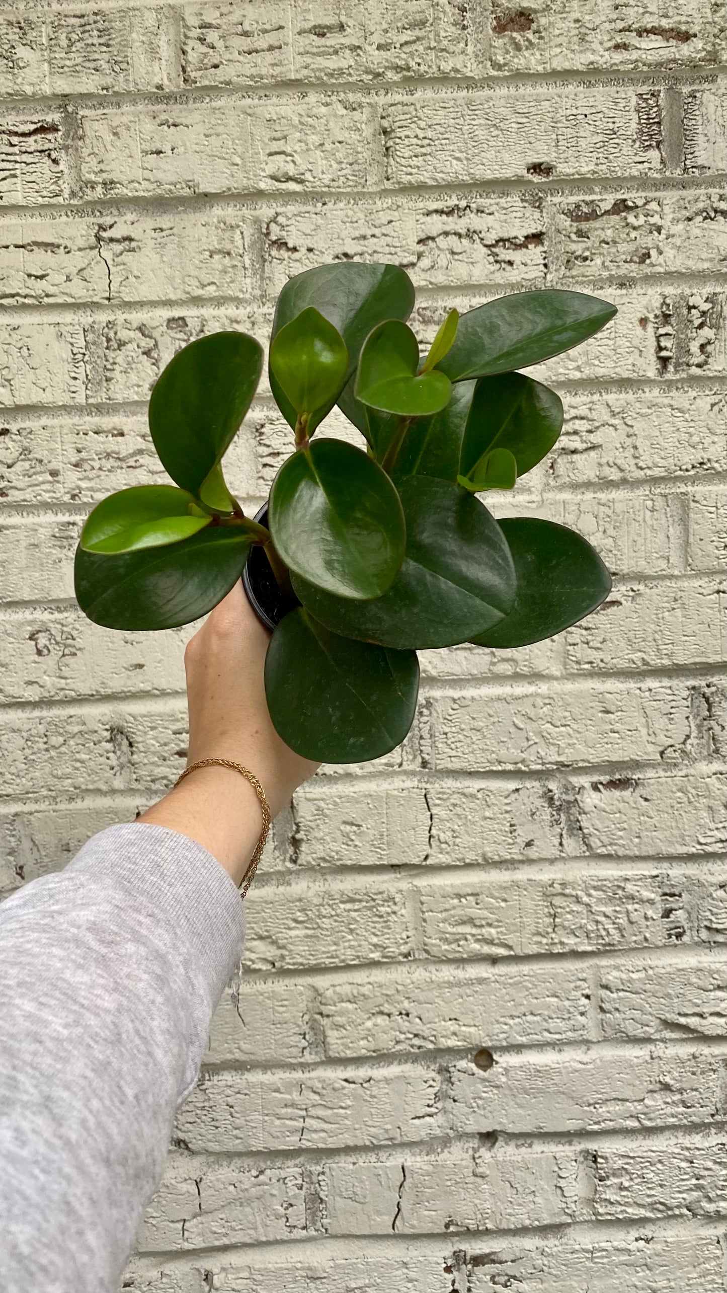 Peperomia Obtusifolia Kokedama