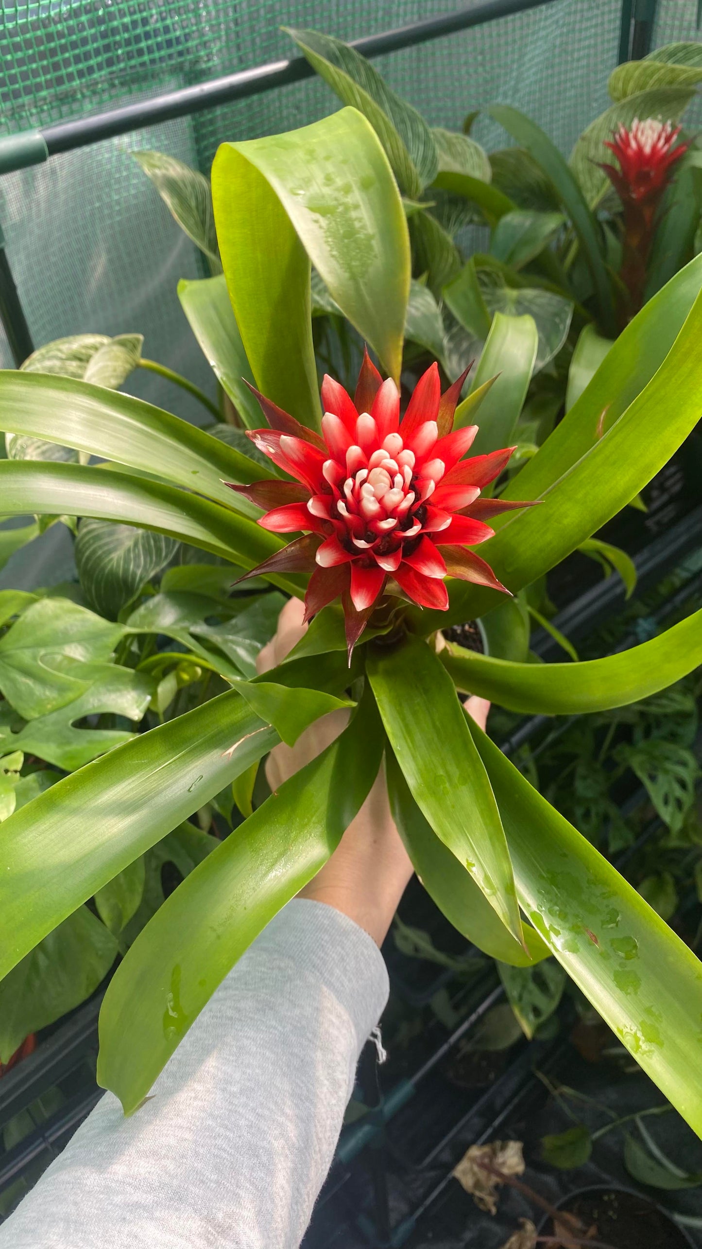 Bromeliad Kokedama