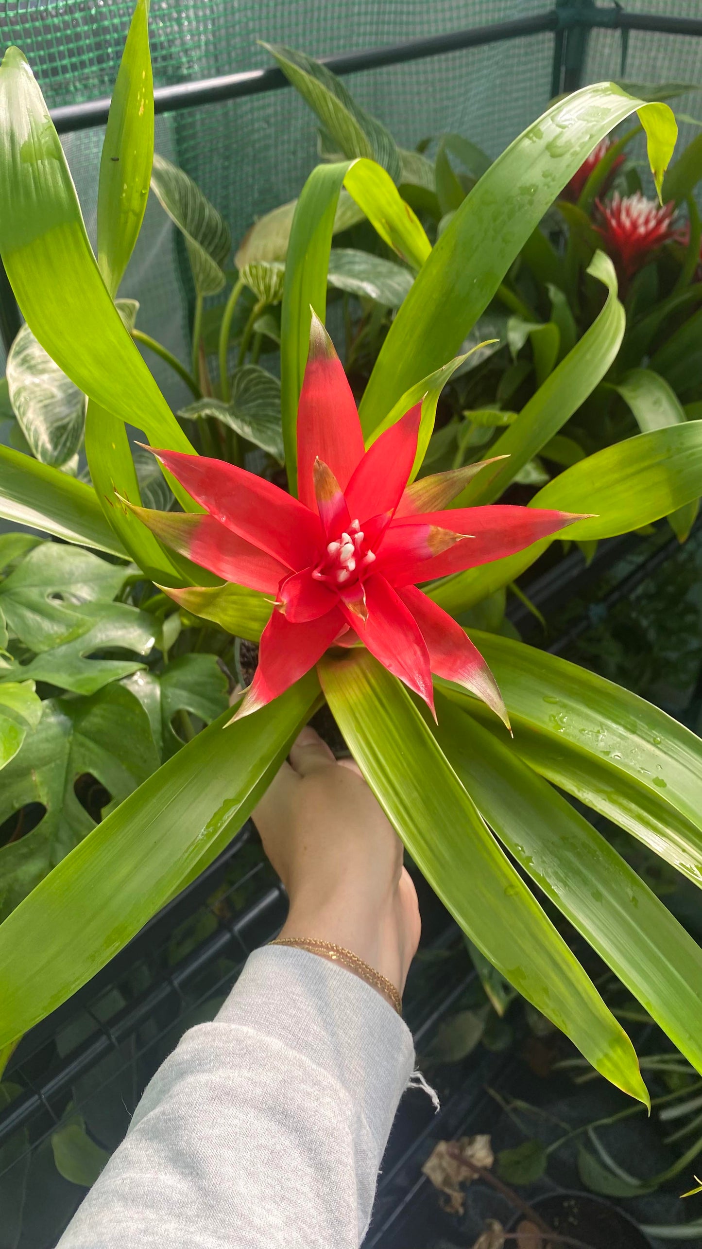 Bromeliad Kokedama