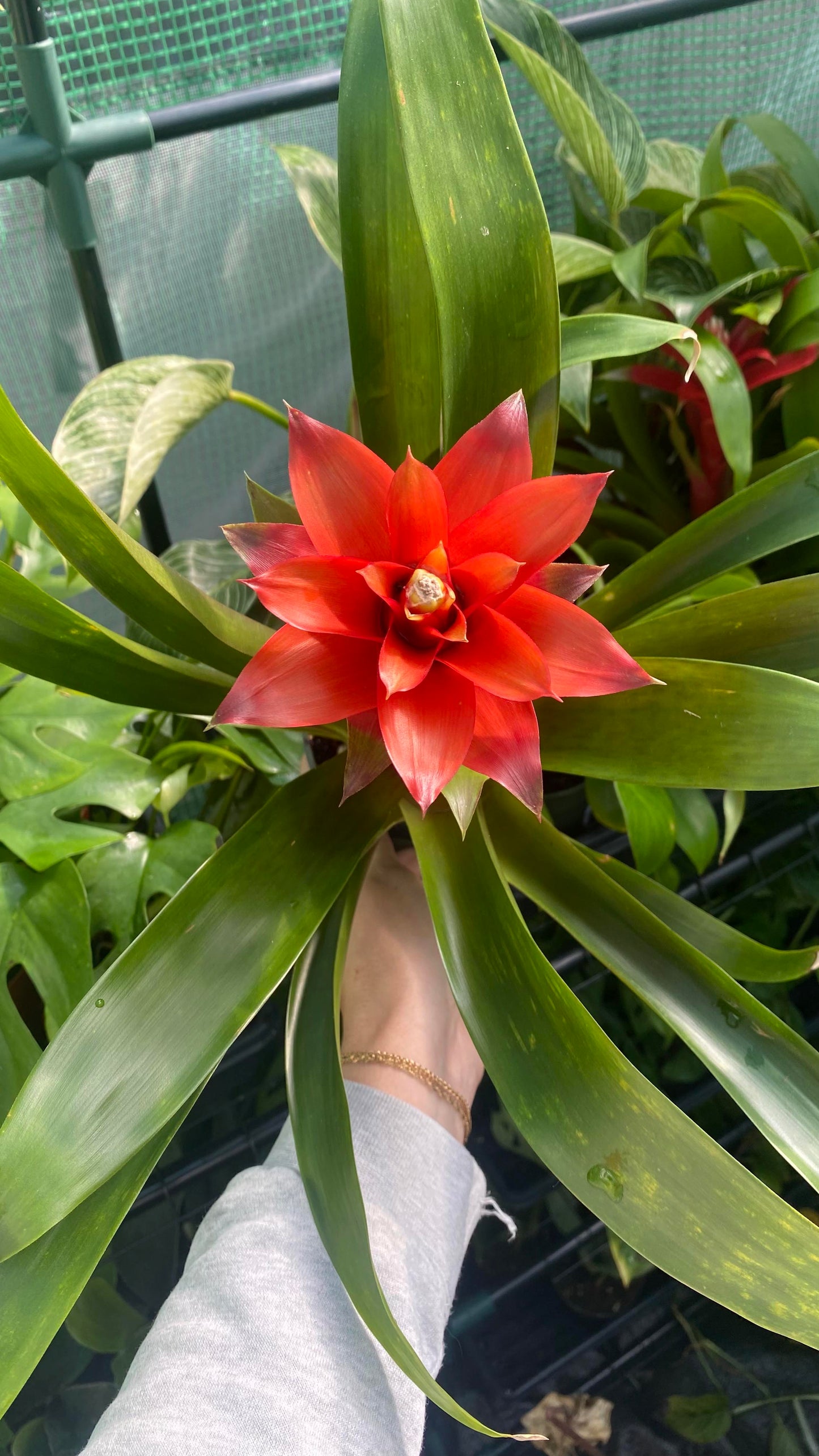 Bromeliad Kokedama