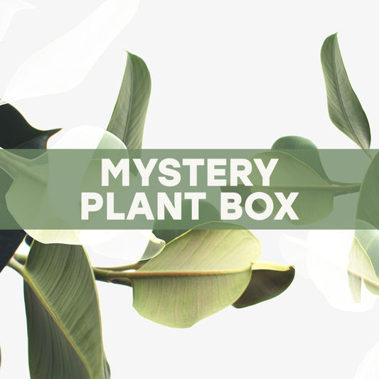 Mystery Plant Box