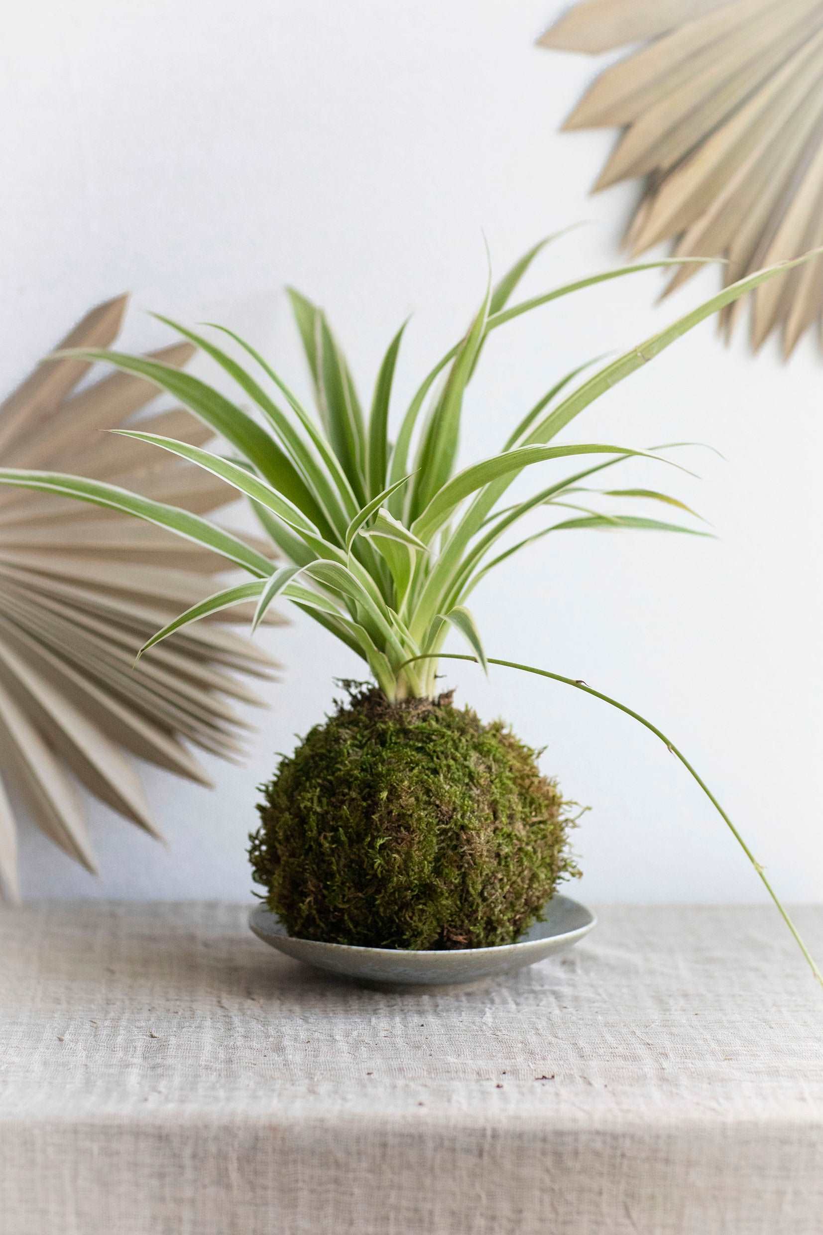 Spider Plant Kokedama