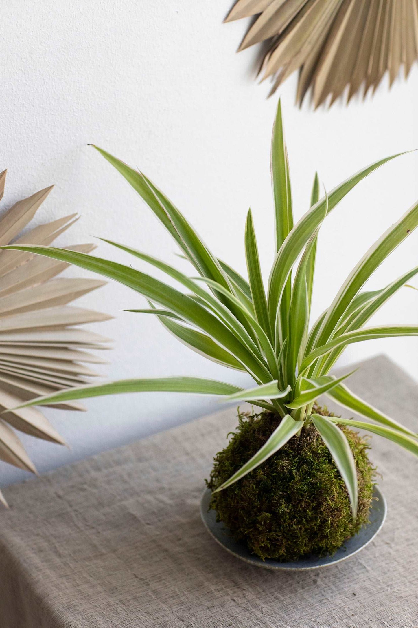 Spider Plant Kokedama