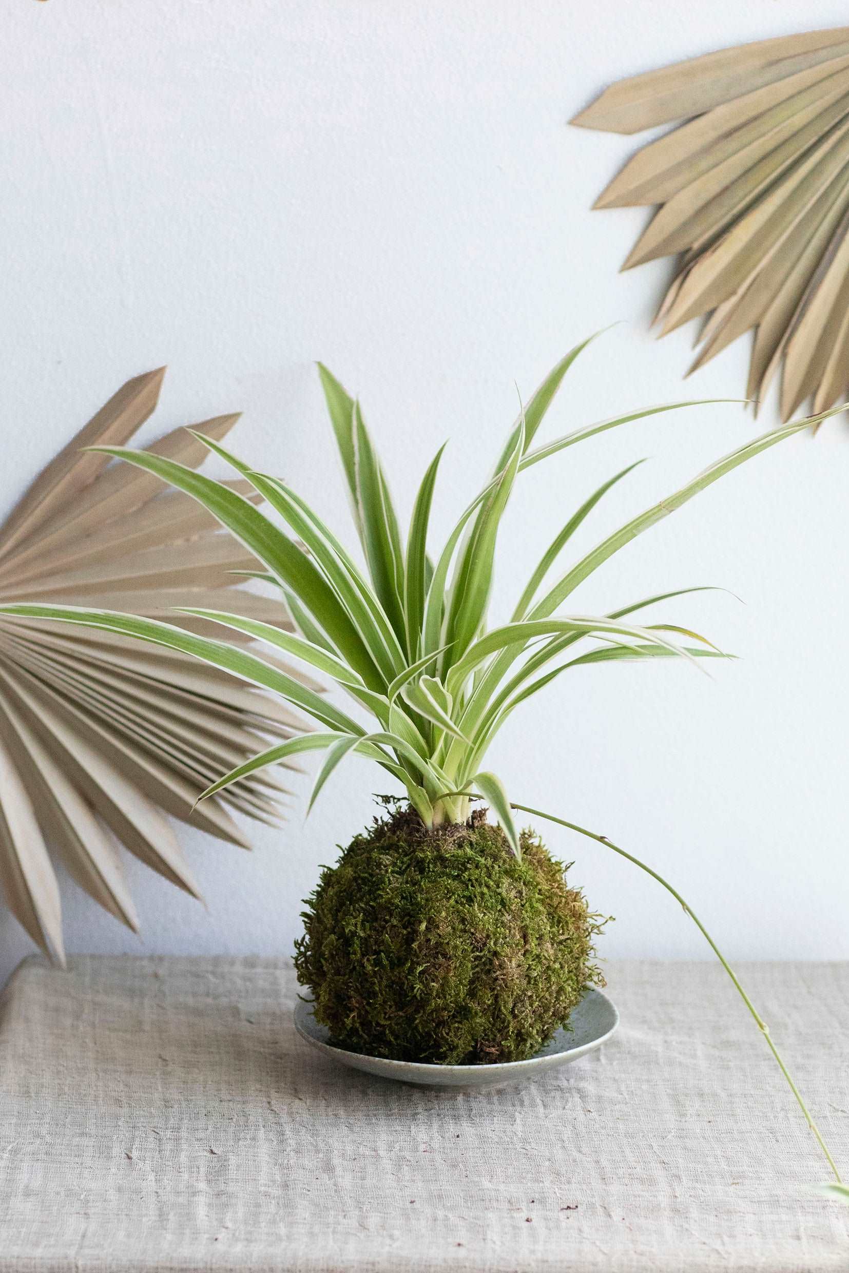 Spider Plant Kokedama