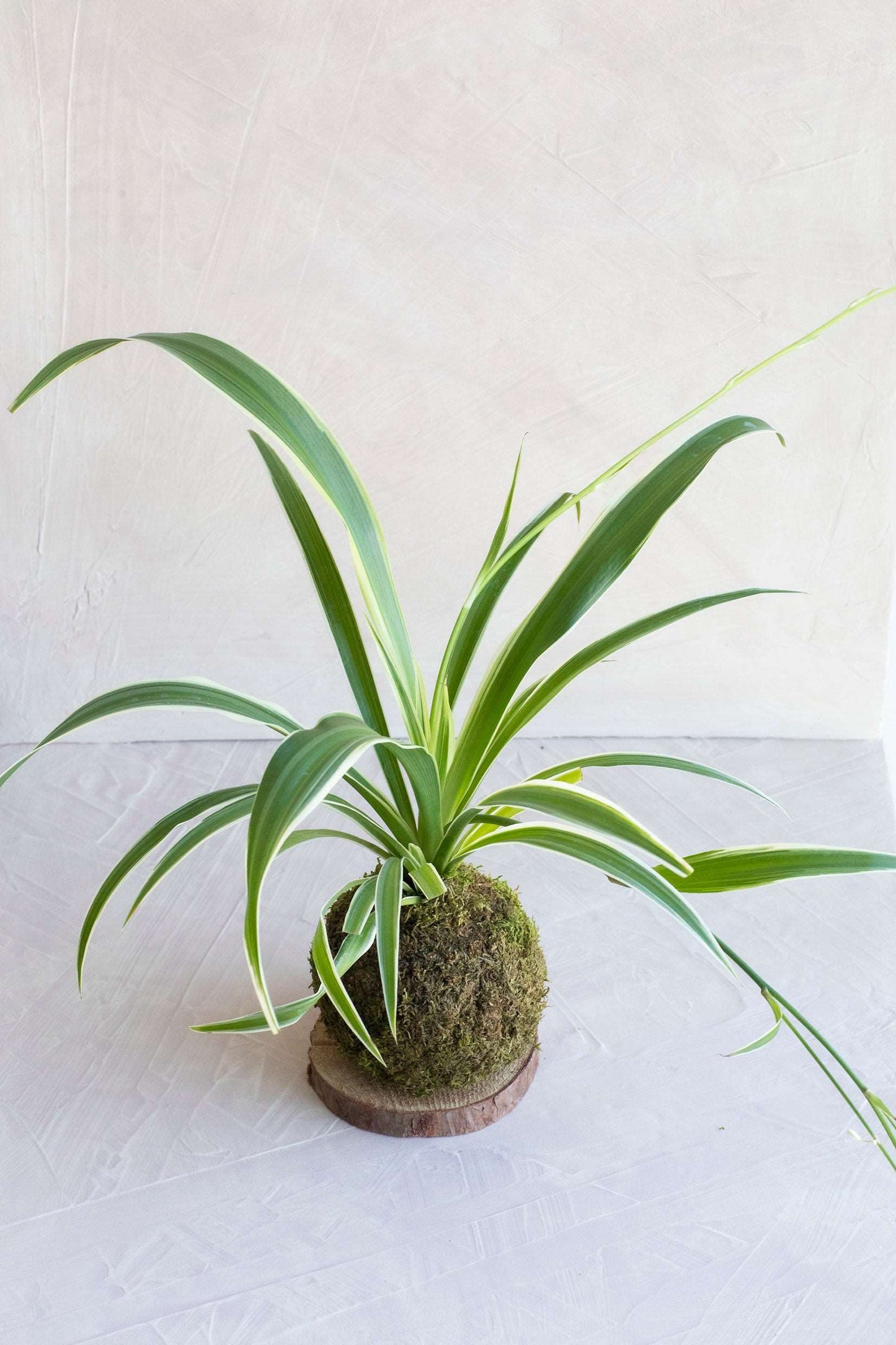 Spider Plant Kokedama