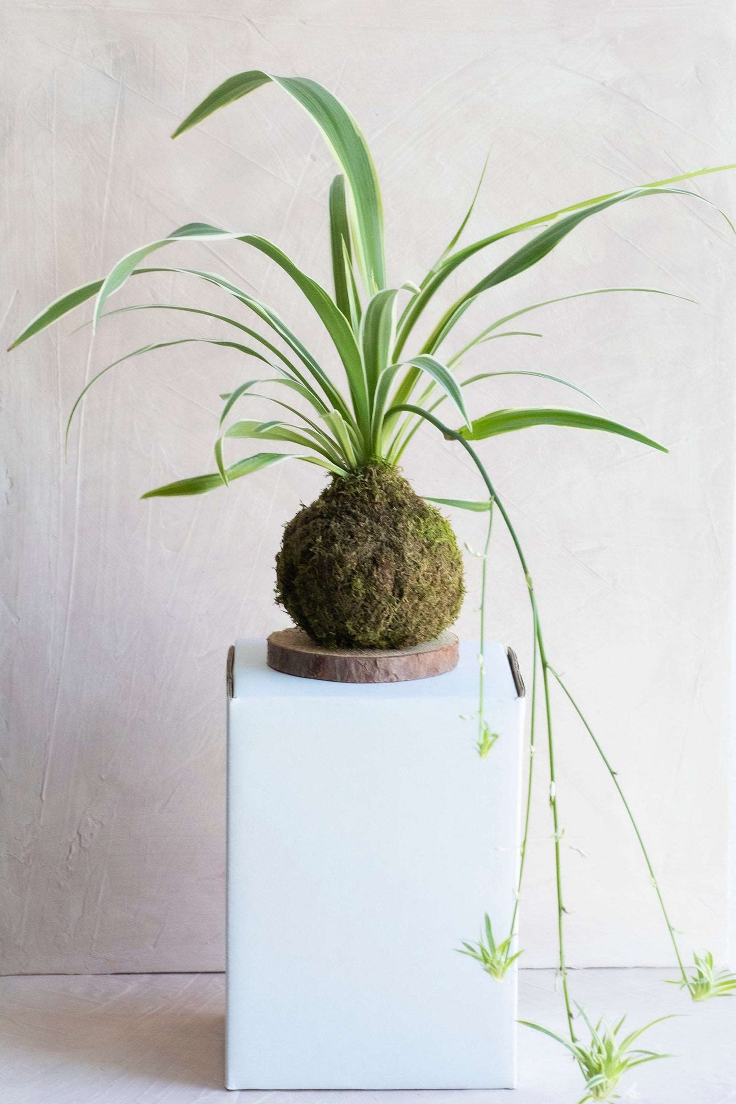 Spider Plant Kokedama