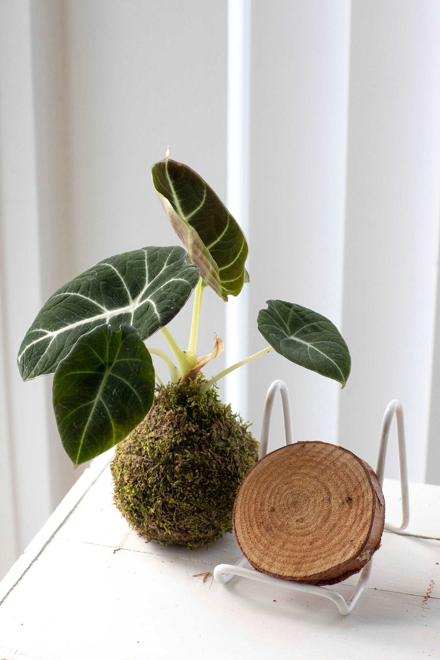 Kokedama Display Dish