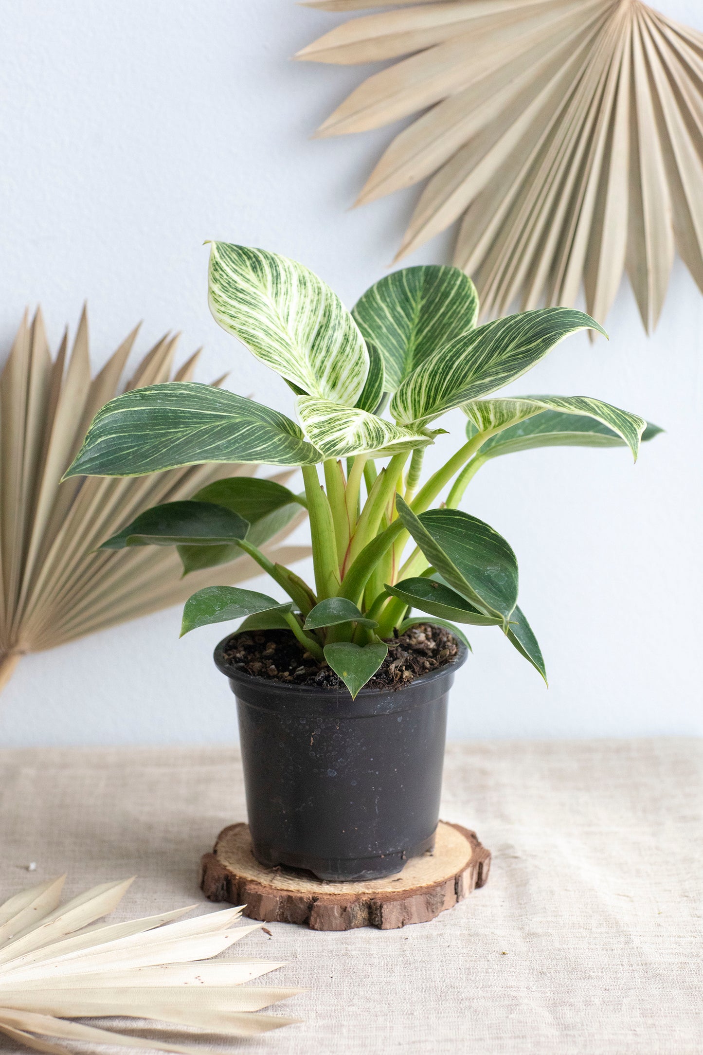 Philodendron Birkin - 4"