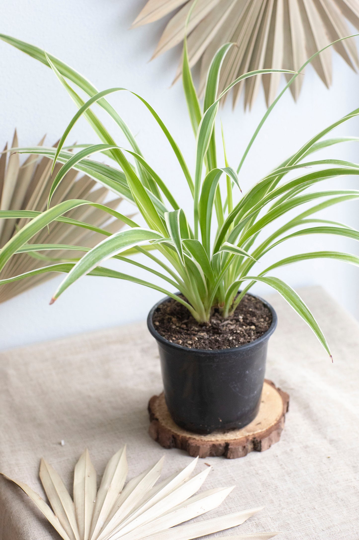 Spider Plant - 4"