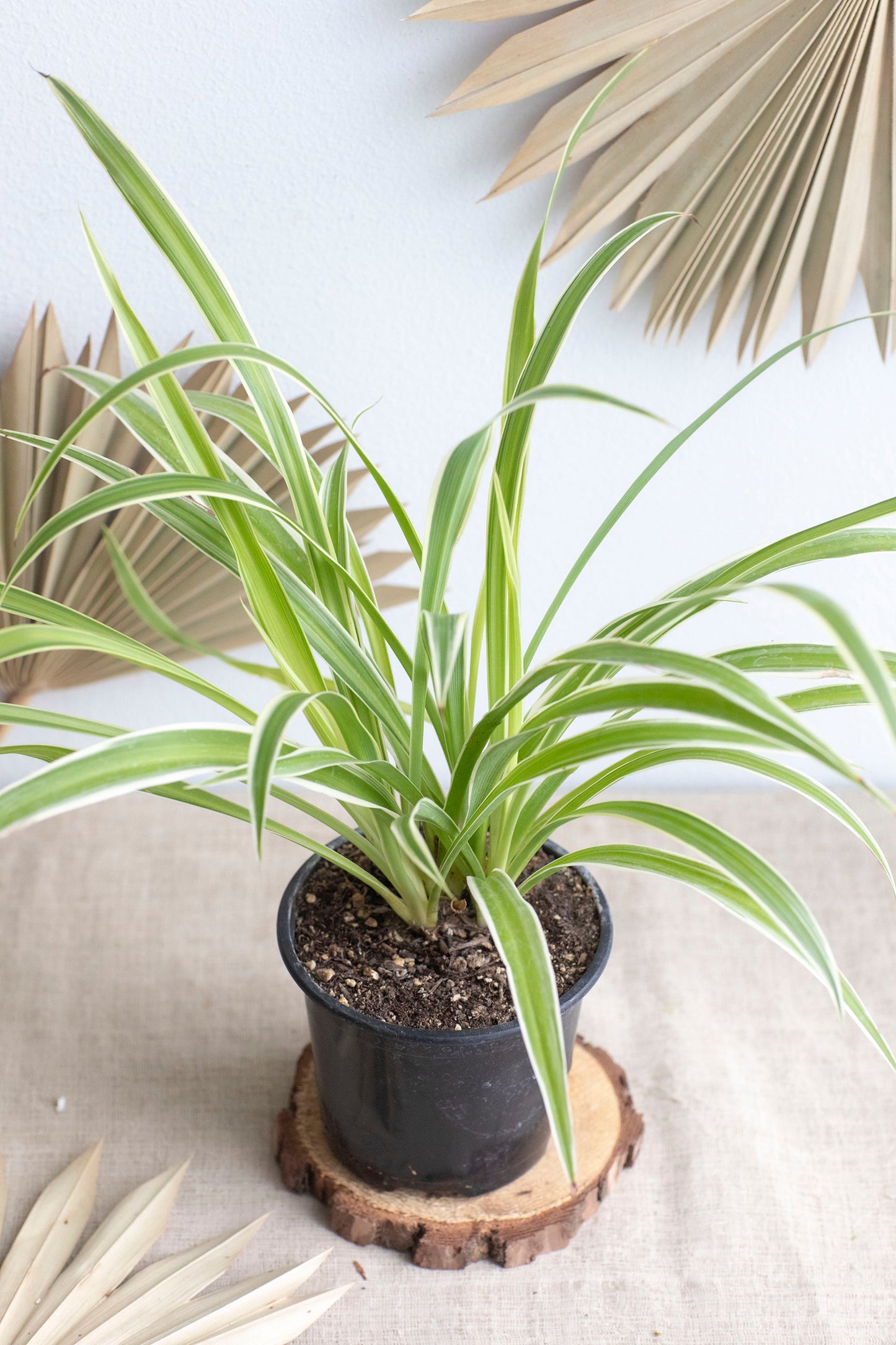 Spider Plant - 4"