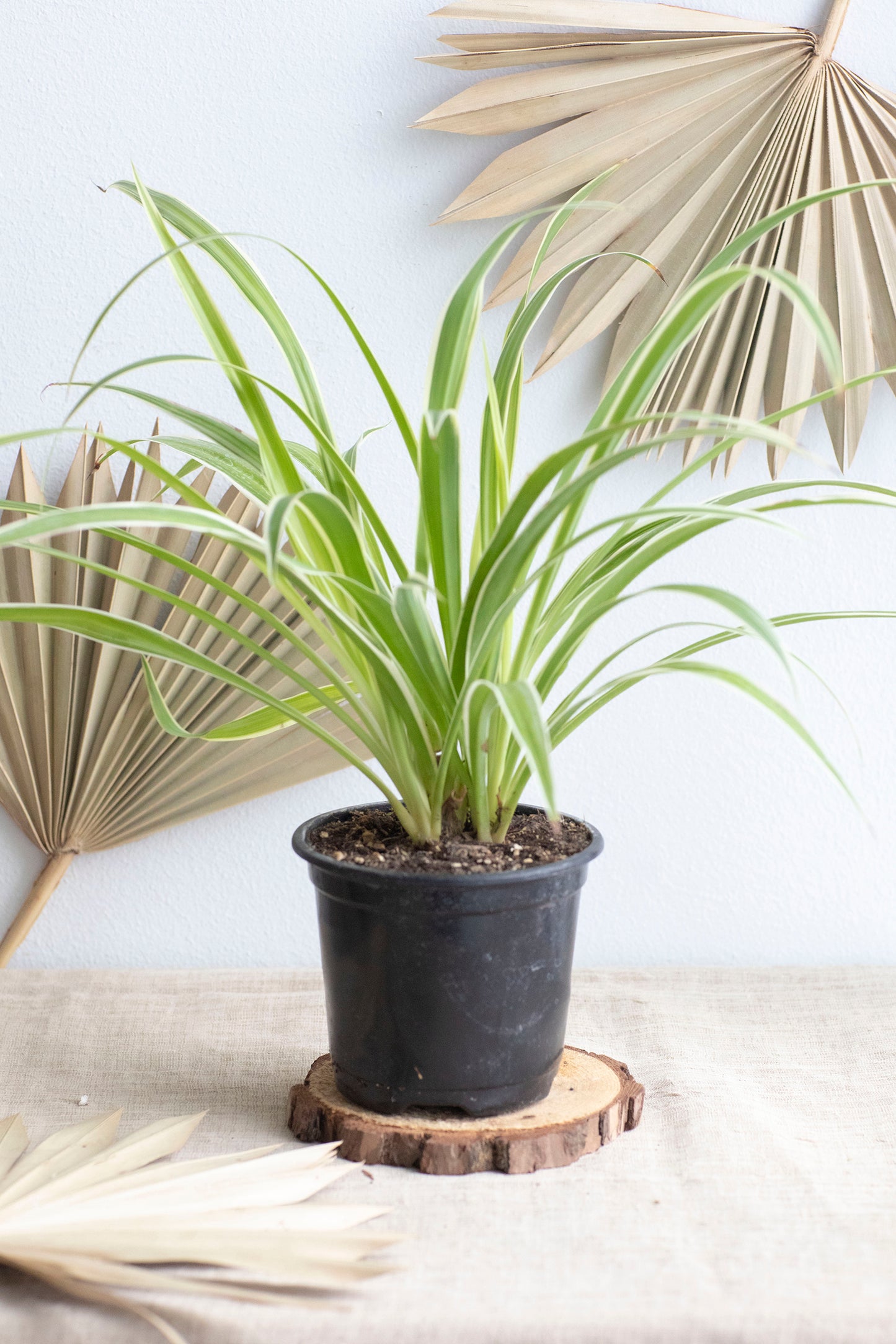 Spider Plant - 4"