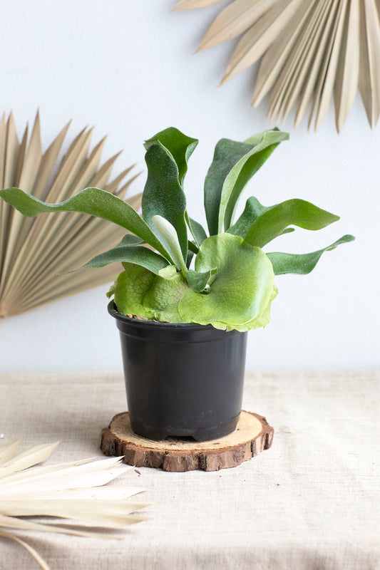 Staghorn Fern - 4"