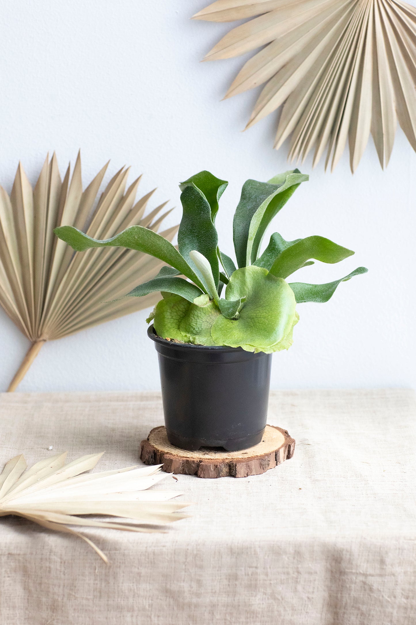 Staghorn Fern - 4"