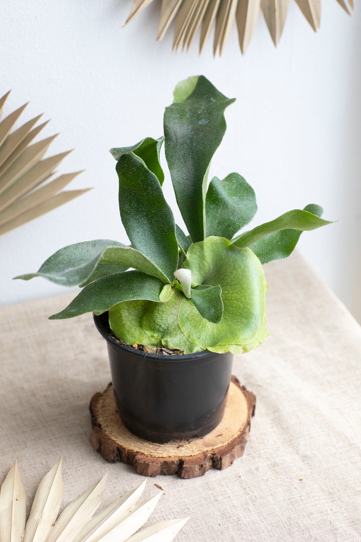 Staghorn Fern - 4"