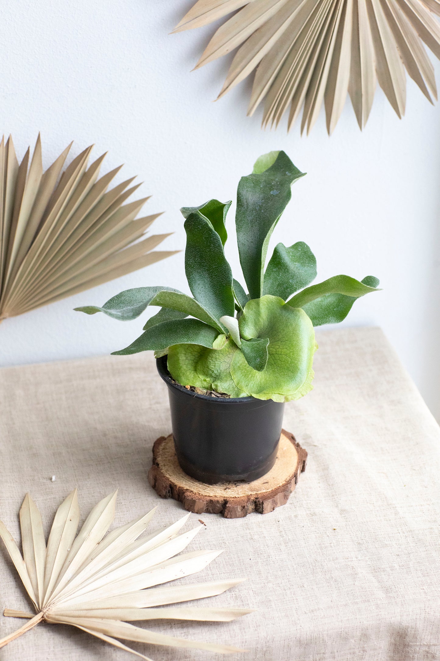 Staghorn Fern - 4"