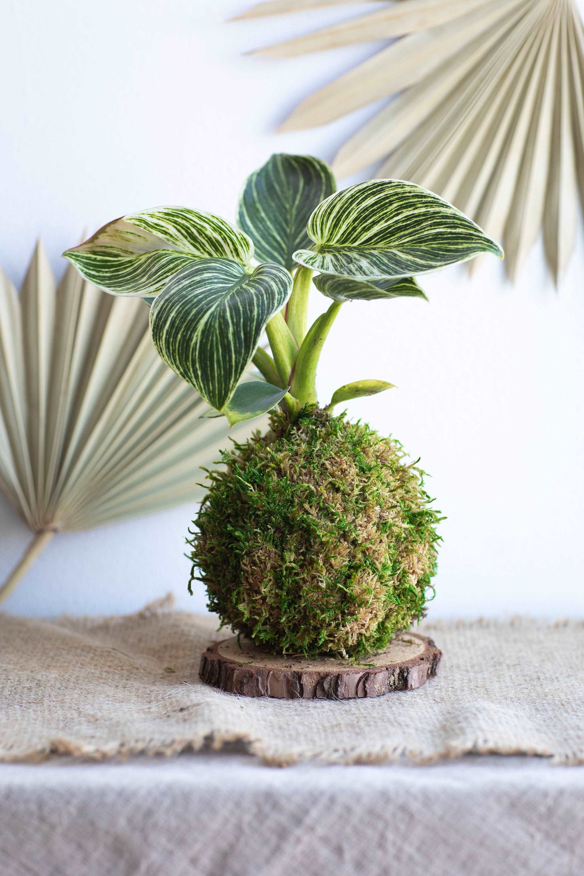 Philodendron Birkin Kokedama