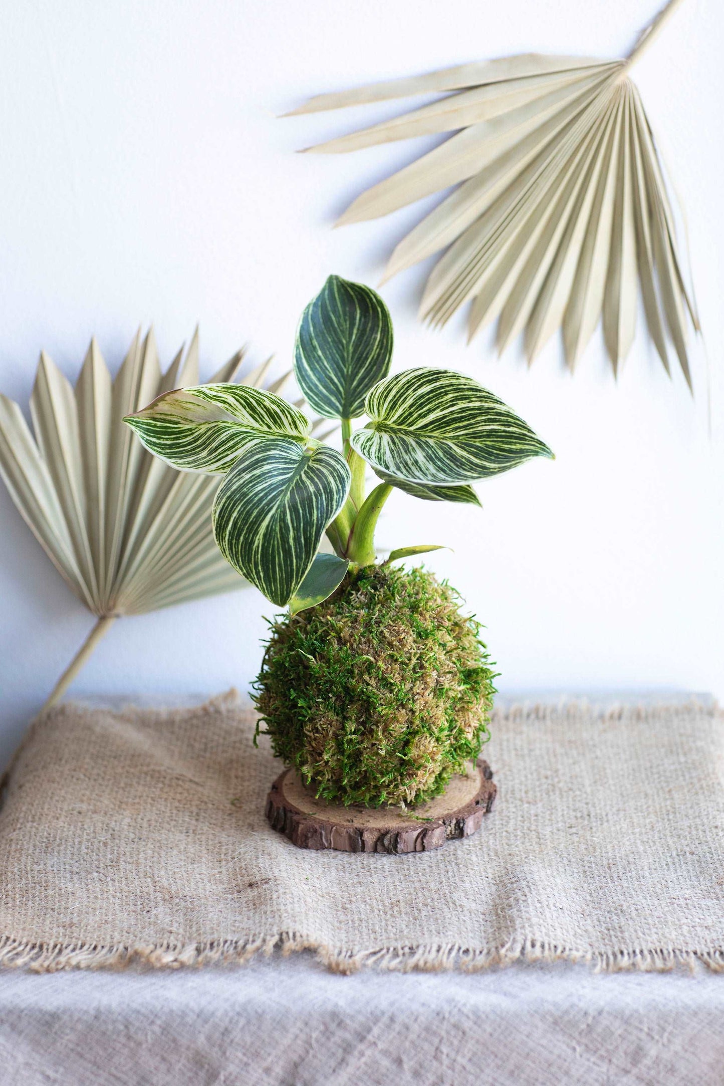 Philodendron Birkin Kokedama