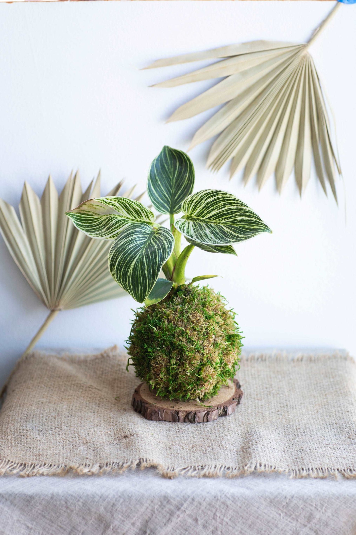 Philodendron Birkin Kokedama