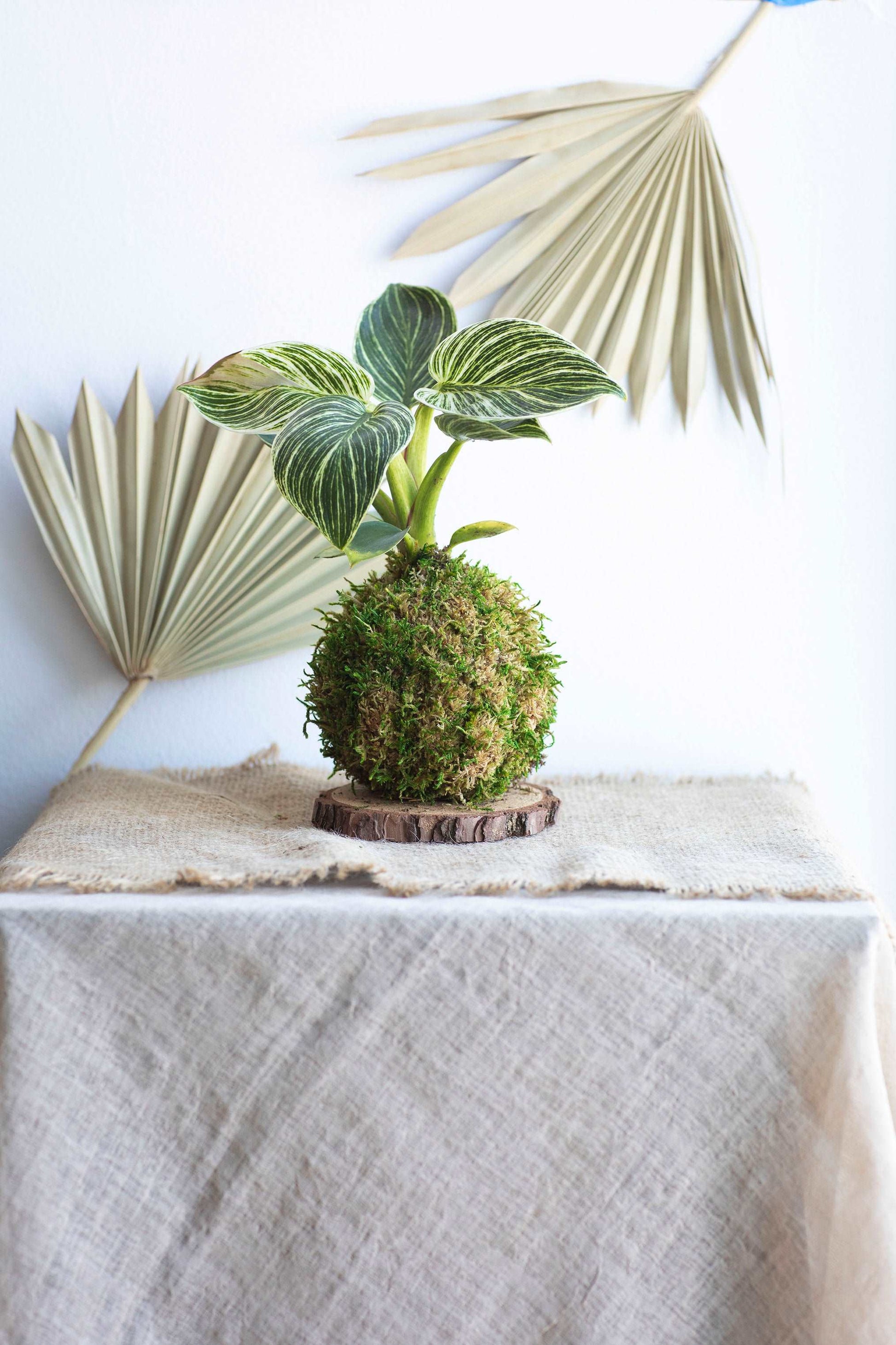 Philodendron Birkin Kokedama