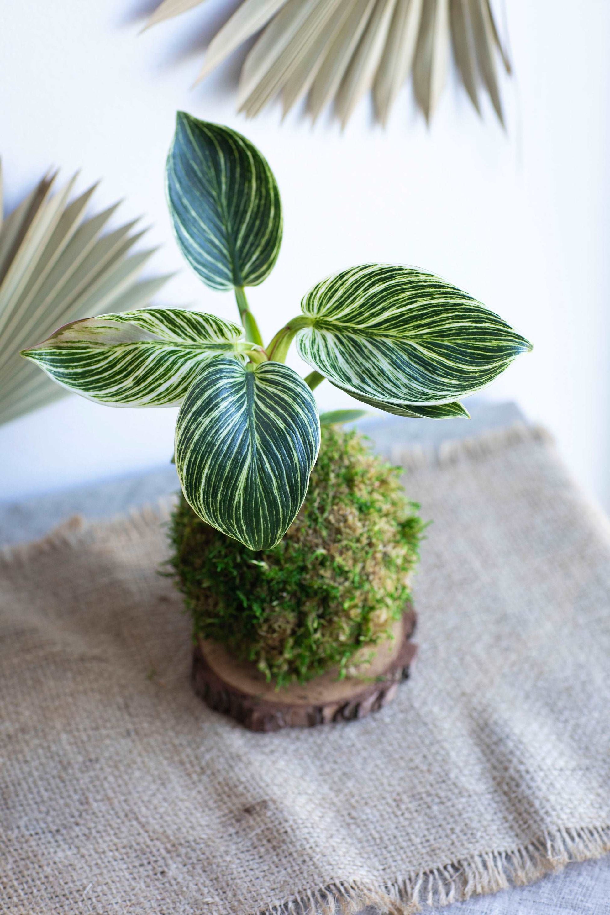 Philodendron Birkin Kokedama