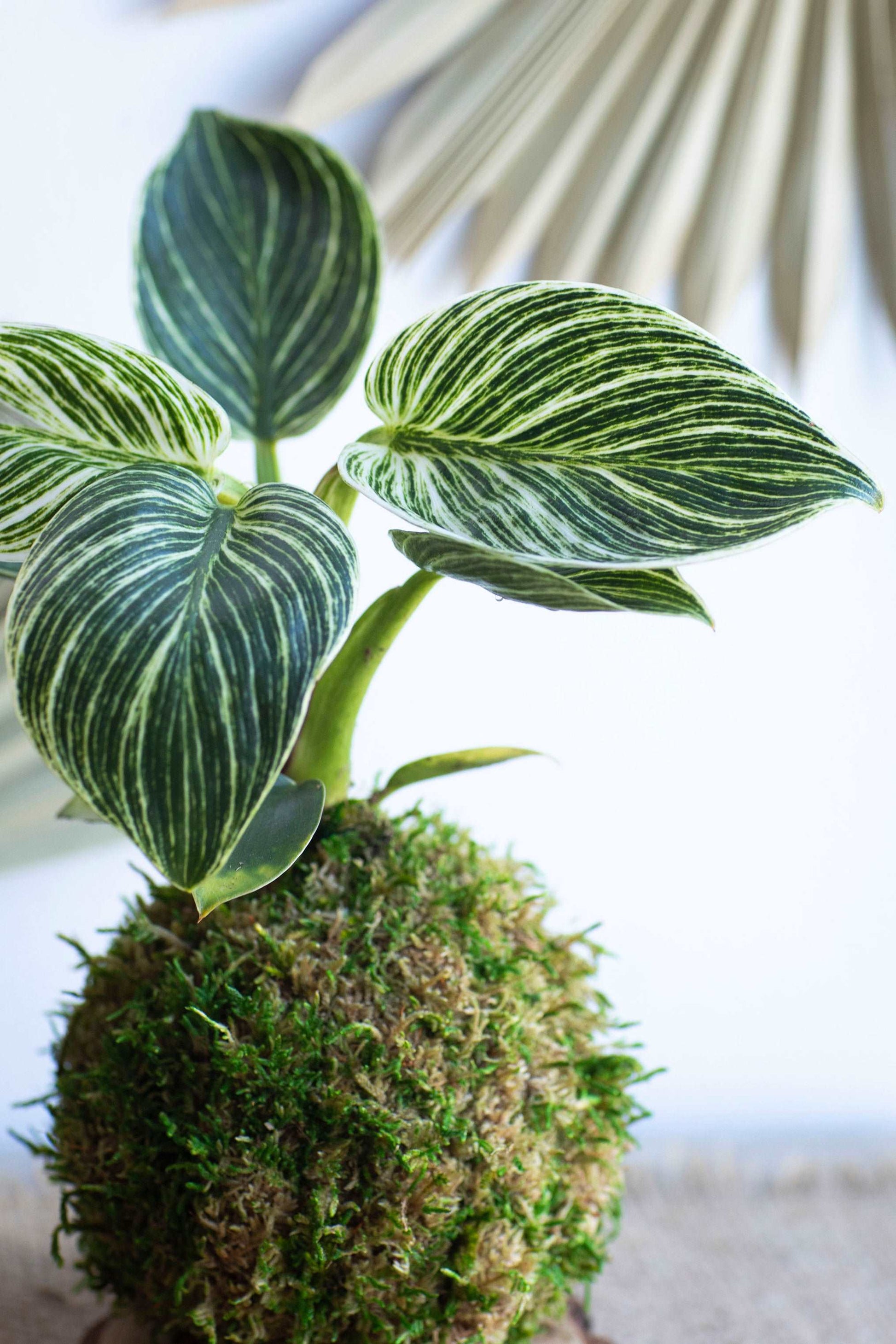 Philodendron Birkin Kokedama