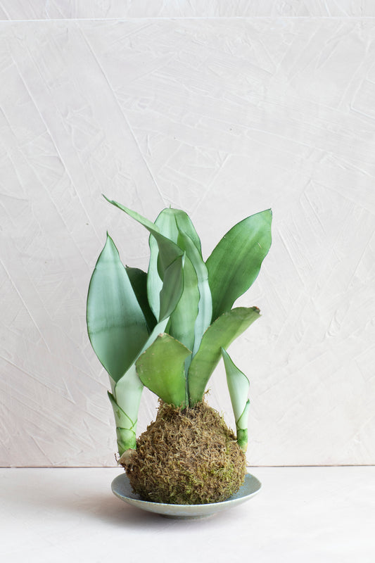 Snake Plant Kokedama