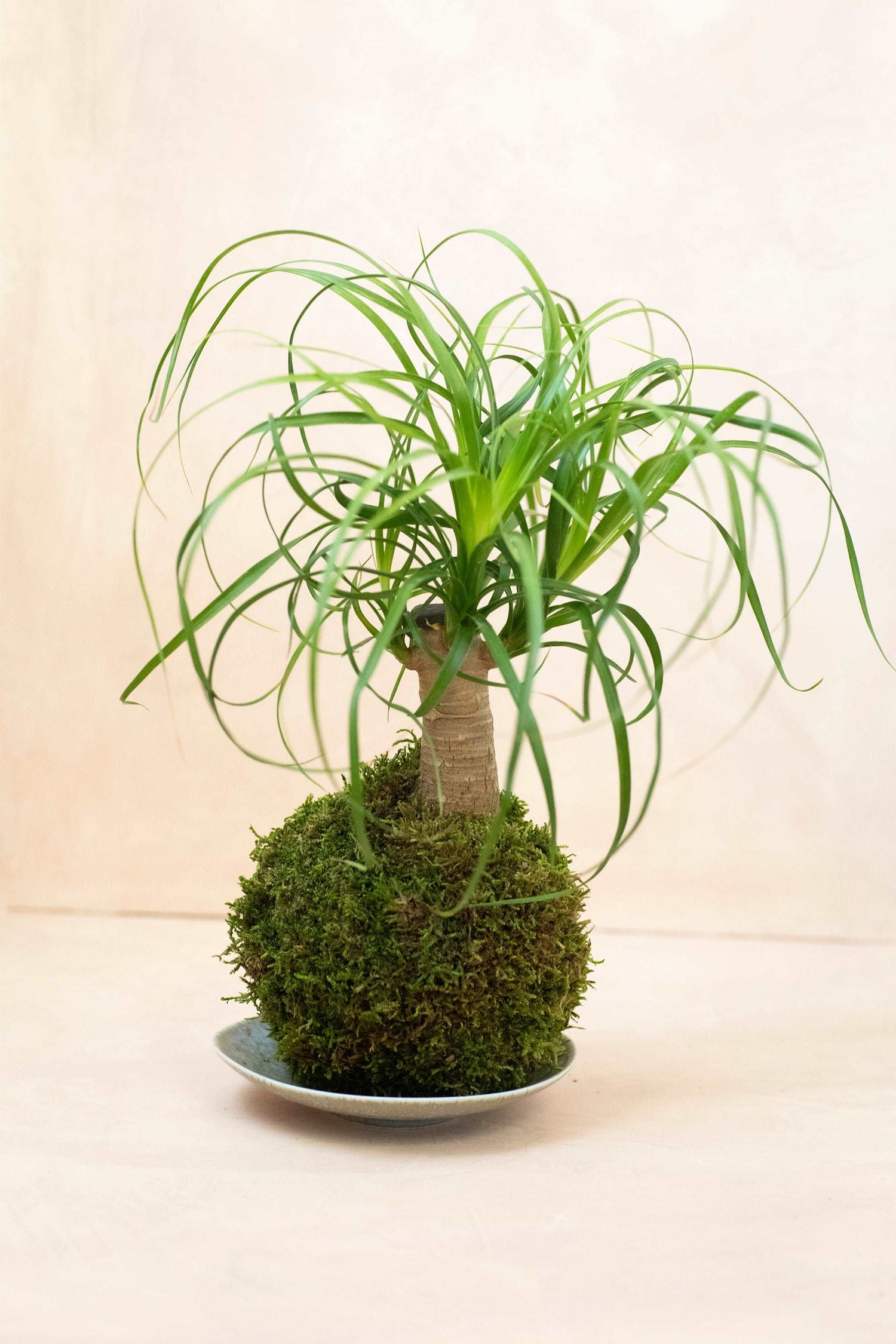 Ponytail Palm Kokedama