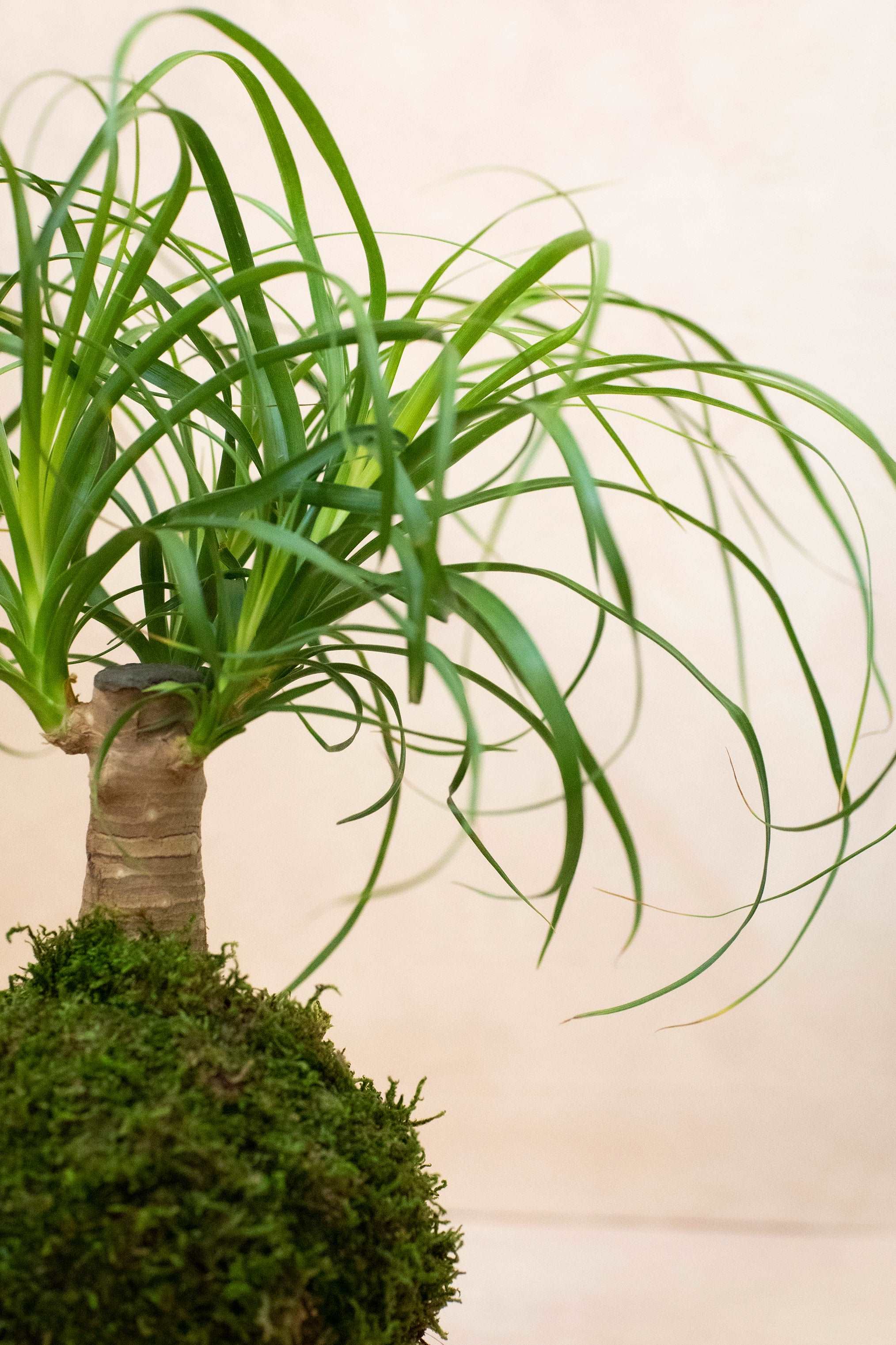 Ponytail Palm Kokedama