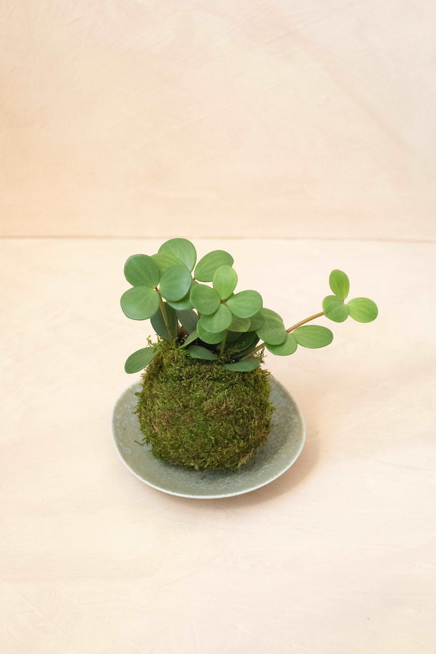 Peperomia Hope Kokedama