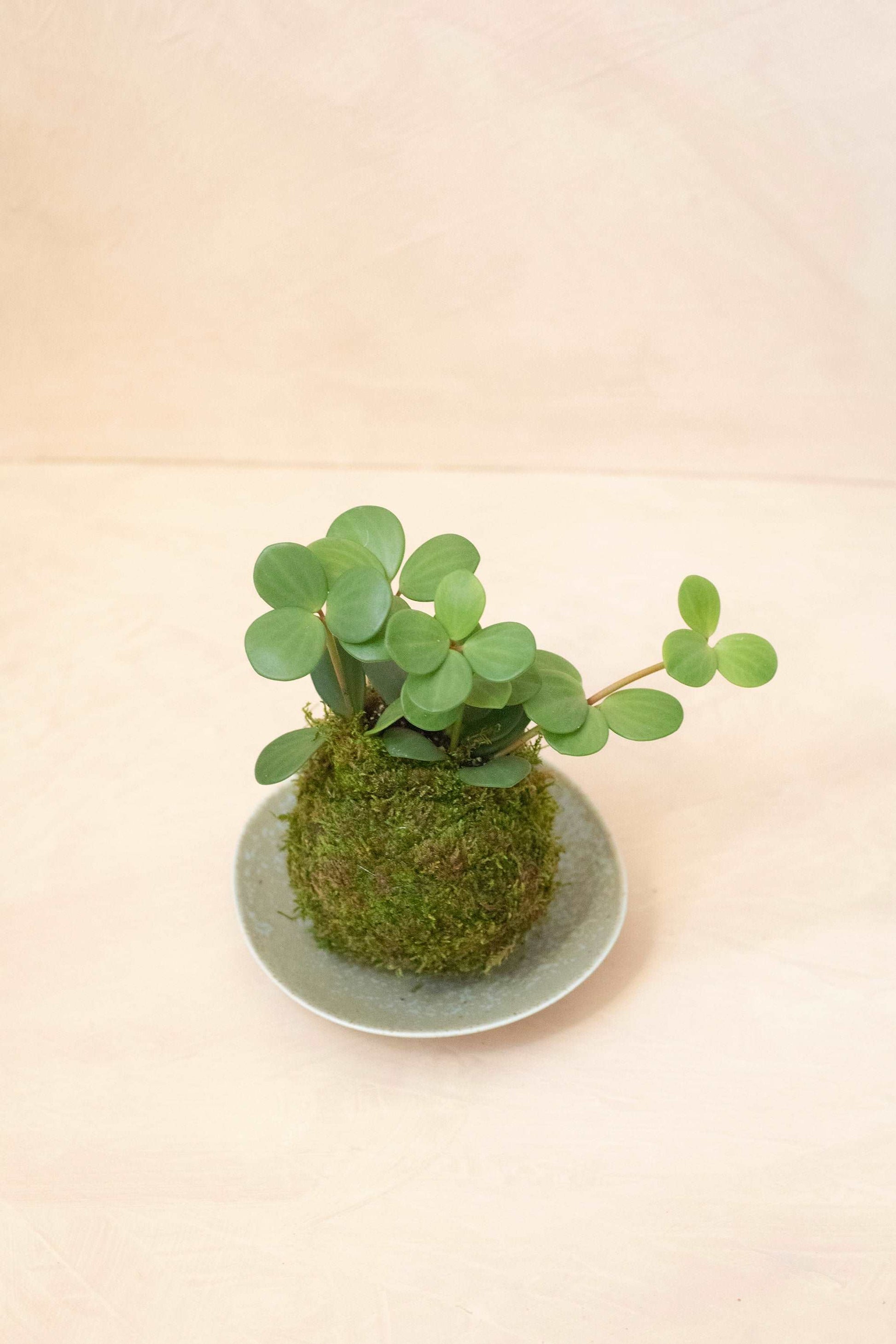 Peperomia Hope Kokedama