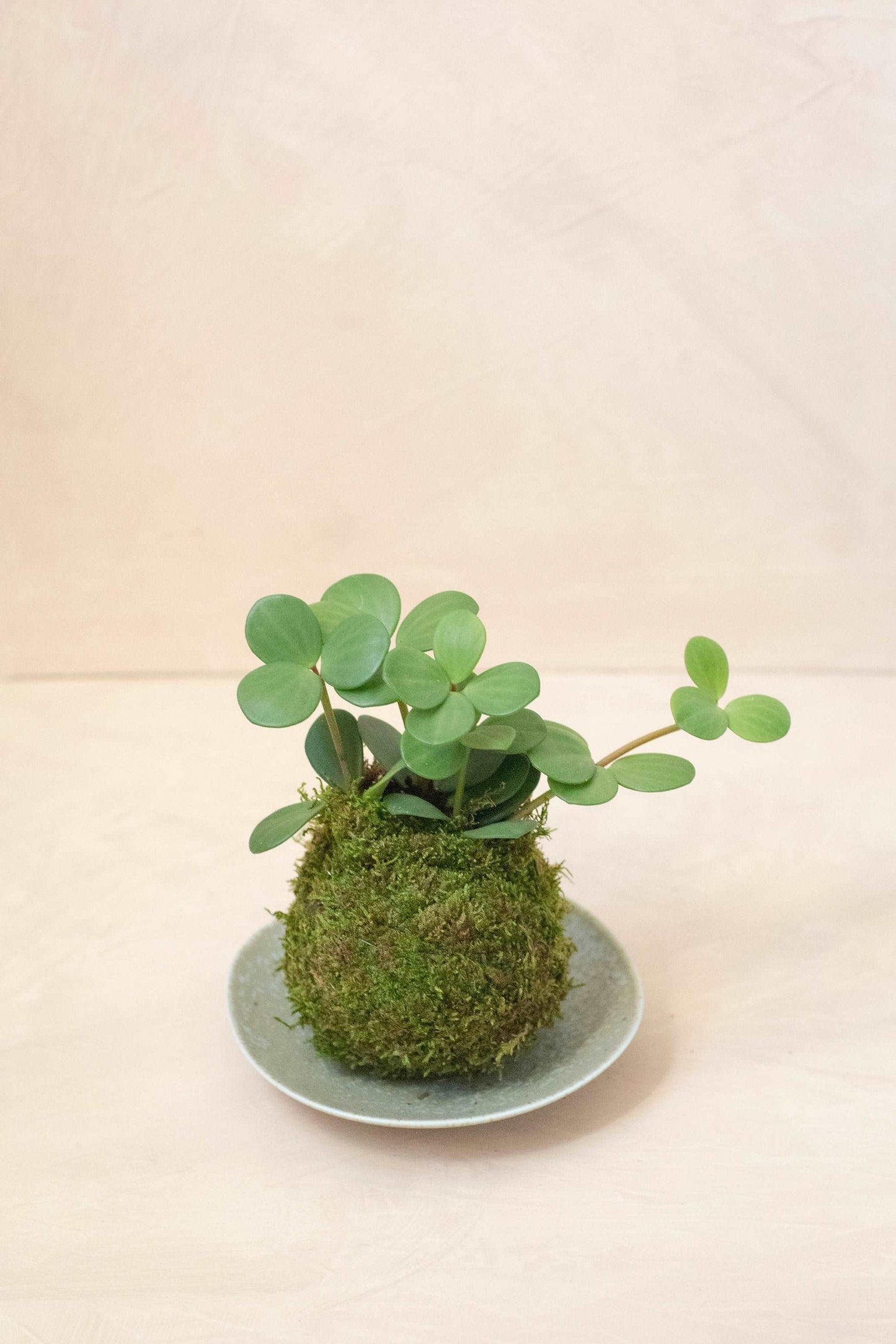 Peperomia Hope Kokedama