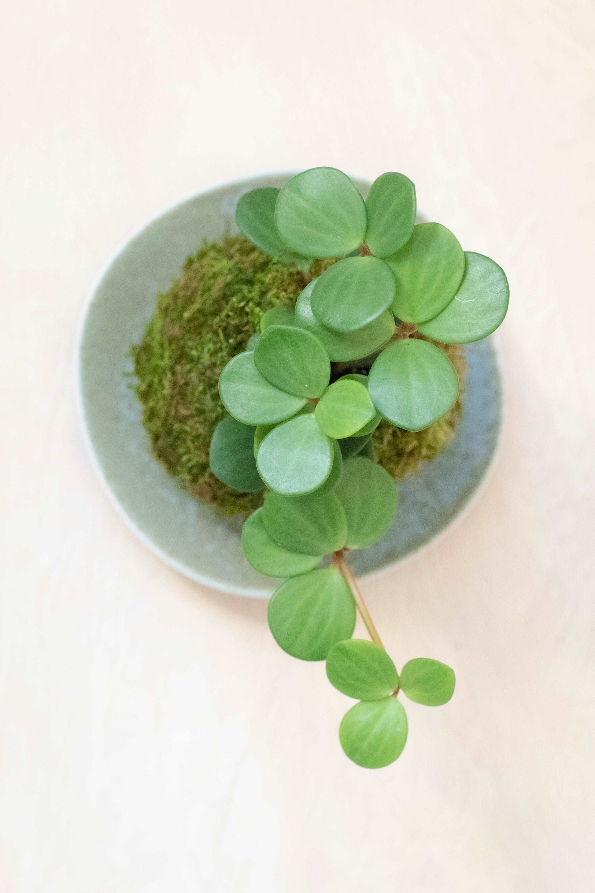 Peperomia Hope Kokedama