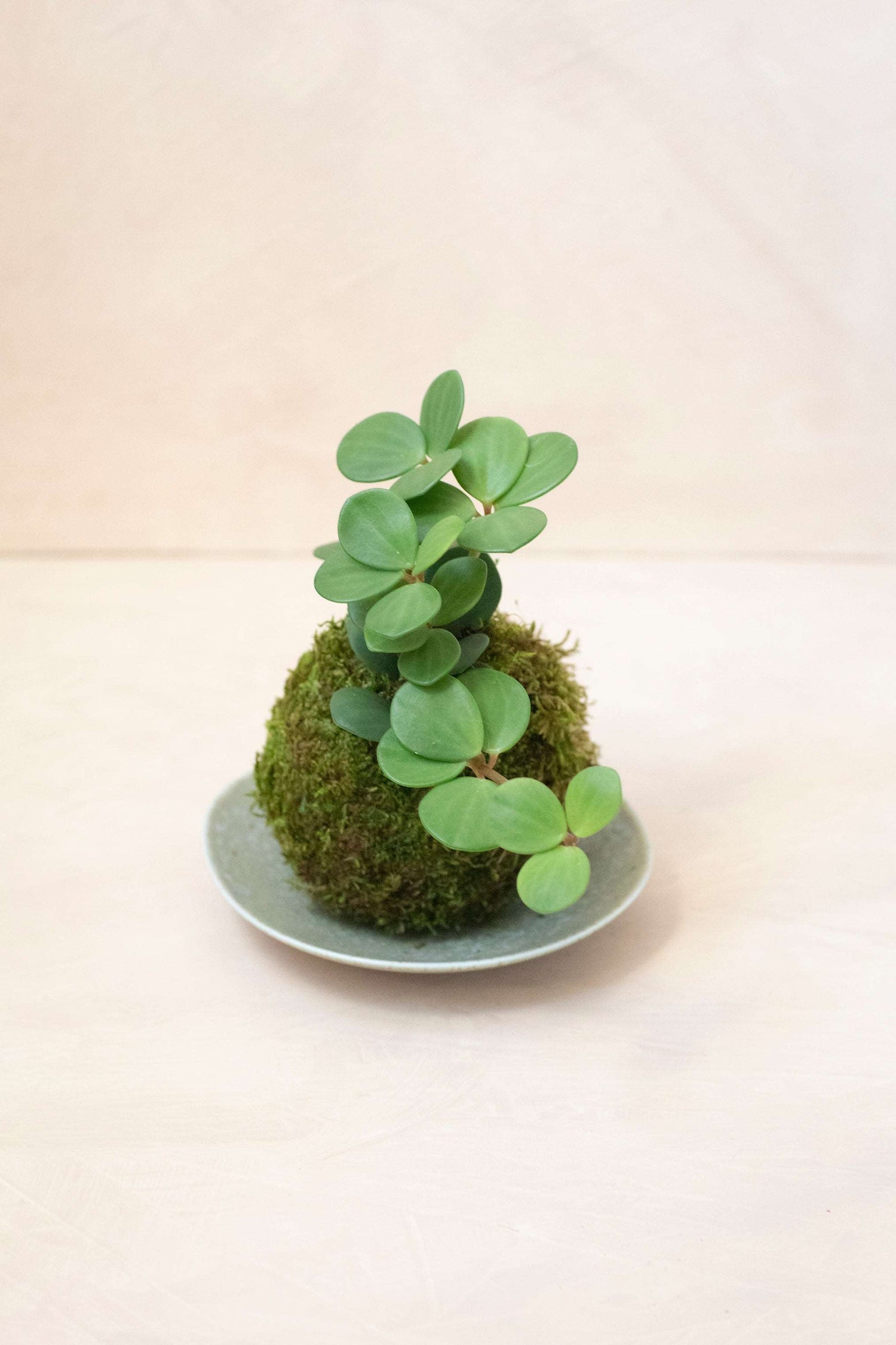 Peperomia Hope Kokedama