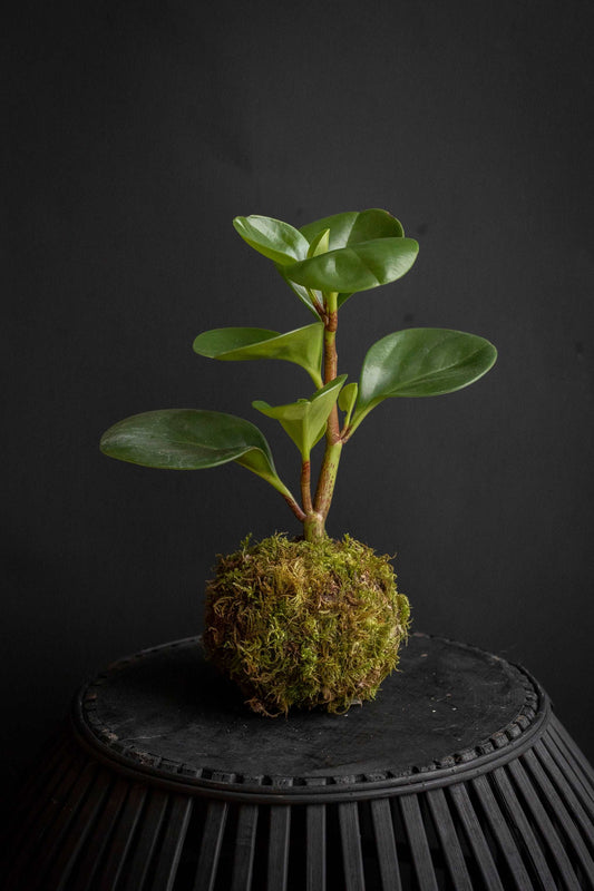 Peperomia Obtusifolia Kokedama