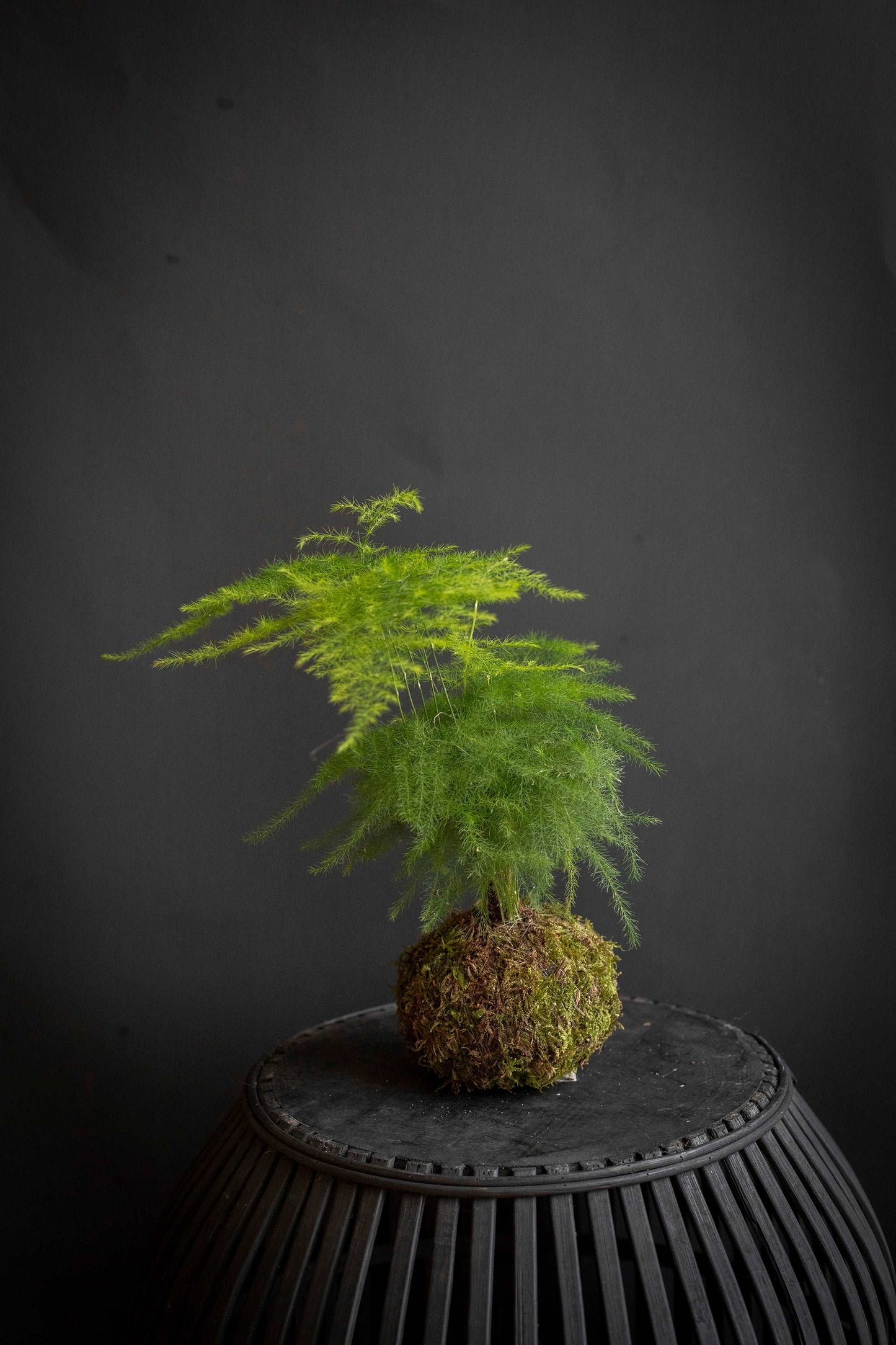 Asparagus Fern Plumosa Kokedama