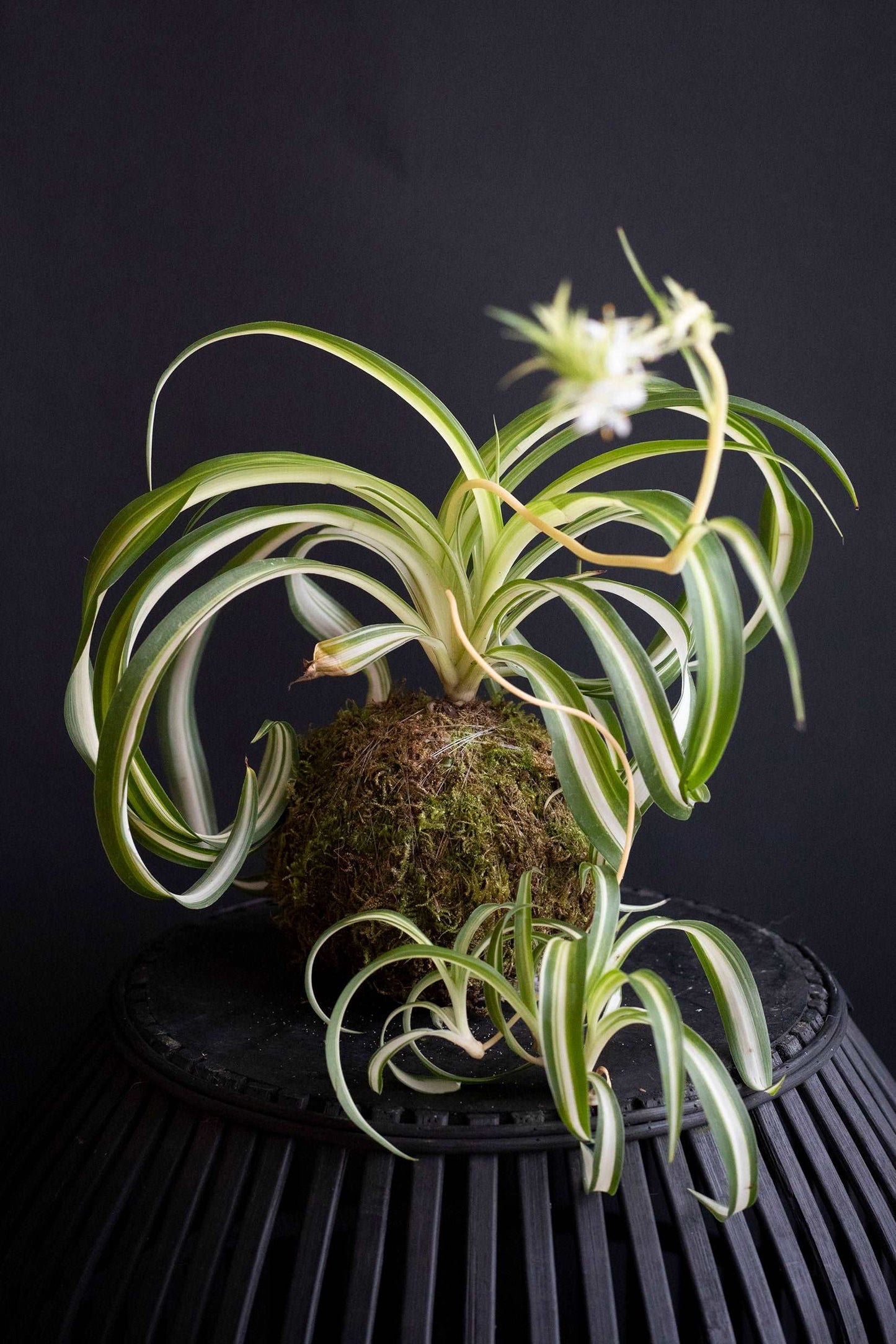 Spider Plant Kokedama