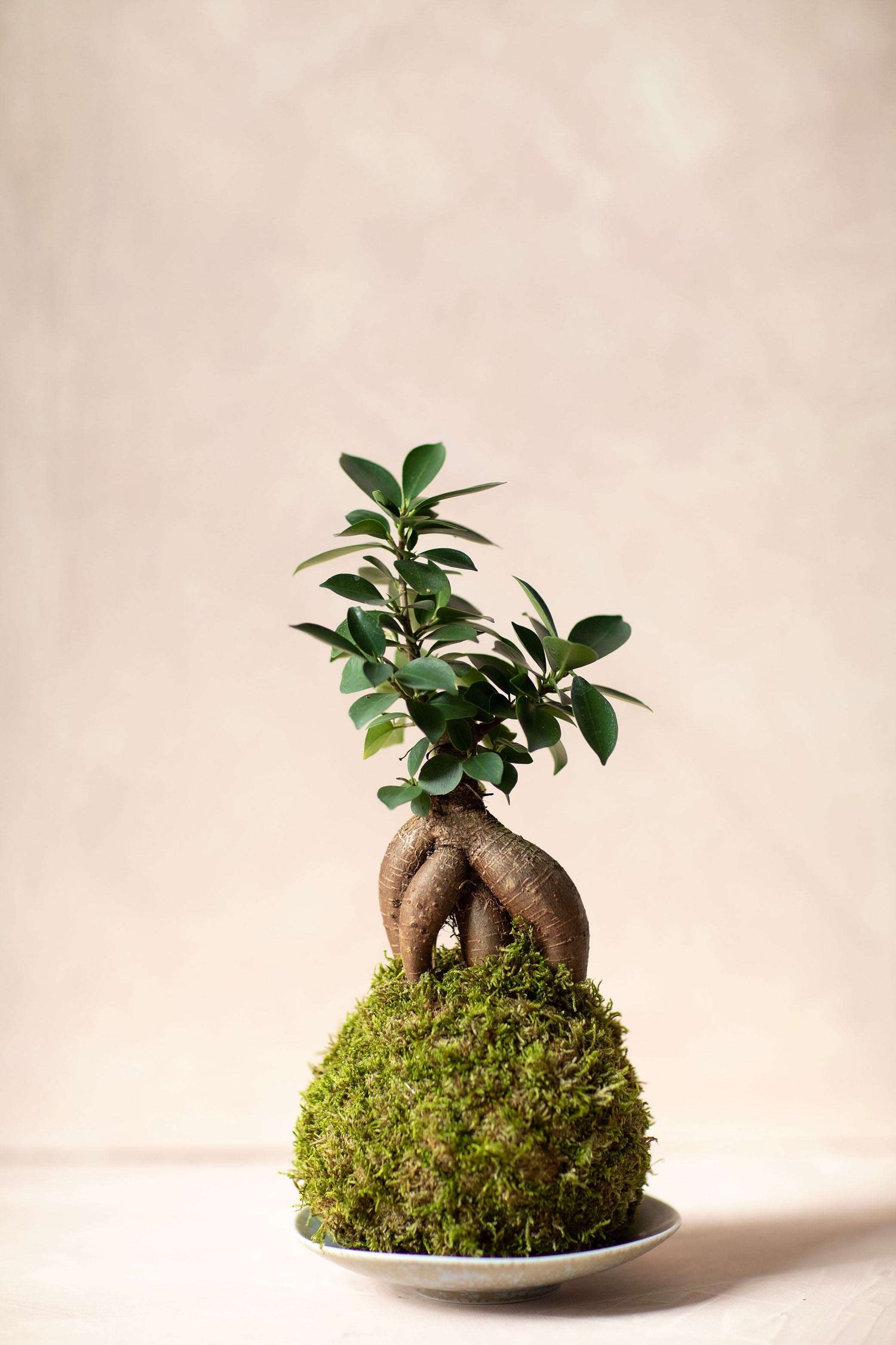 Ficus Ginseng Kokedama