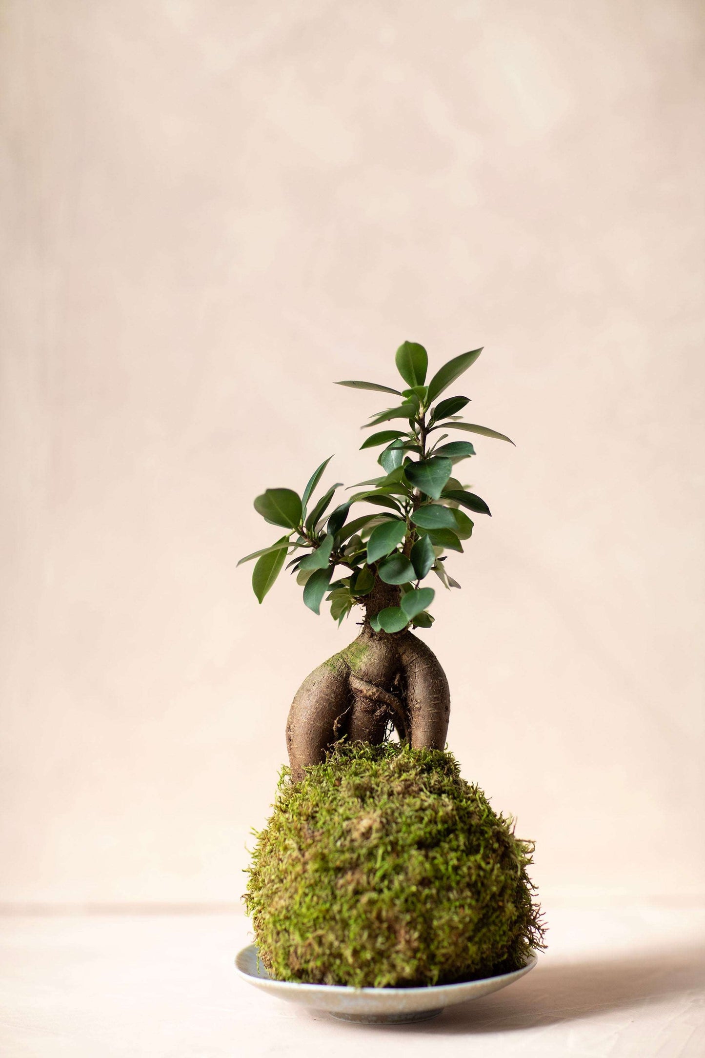 Ficus Ginseng Kokedama