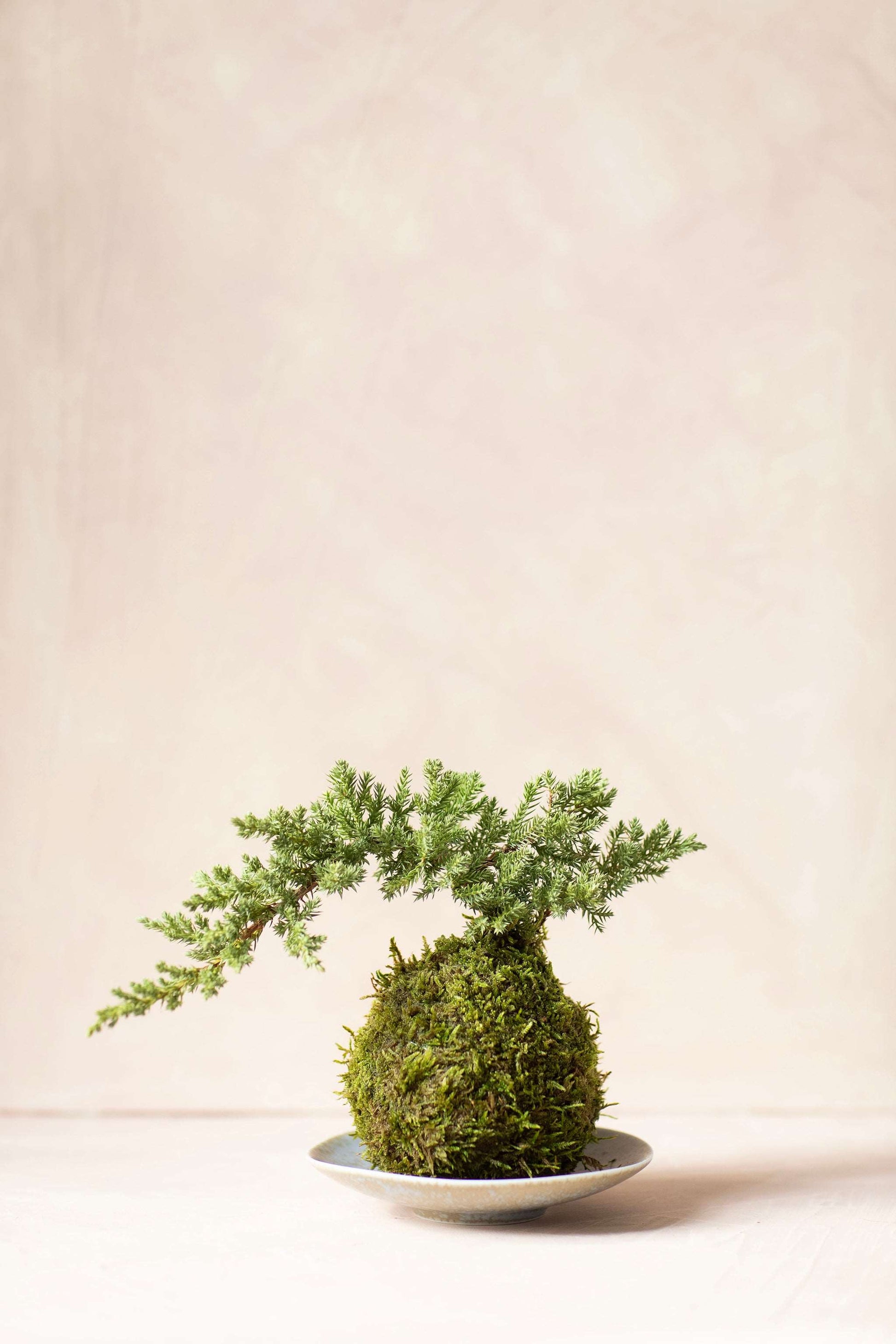 Juniper Kokedama