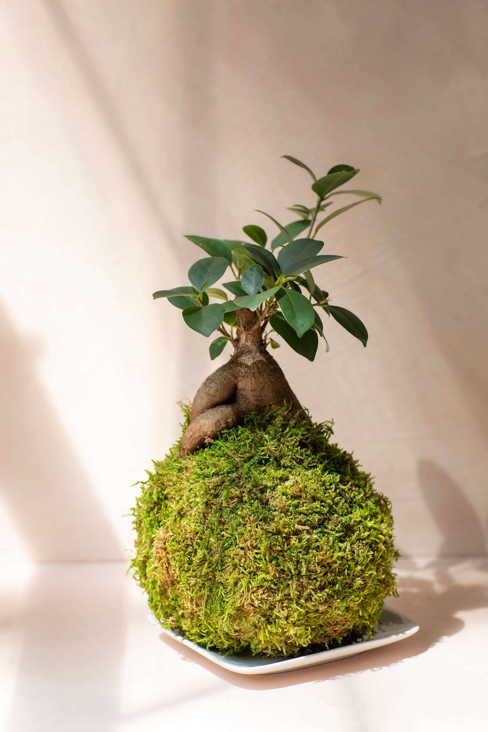 Kokedama Display Dish