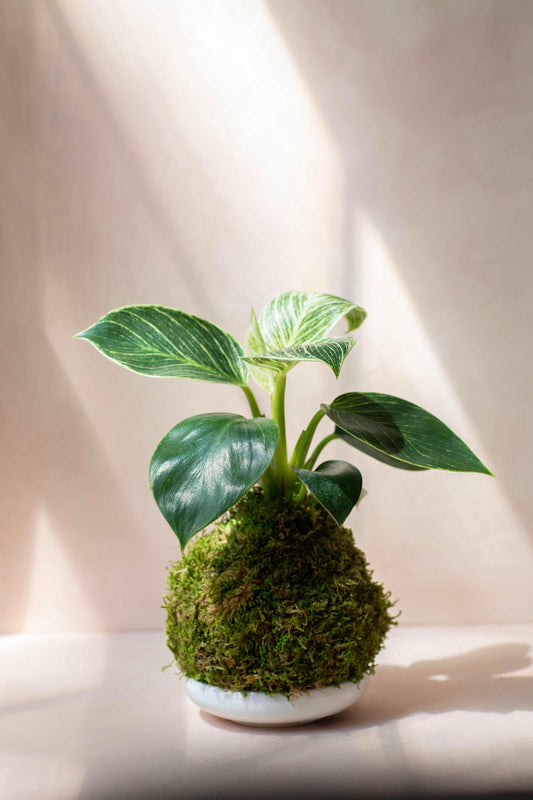 Philodendron Birkin Kokedama