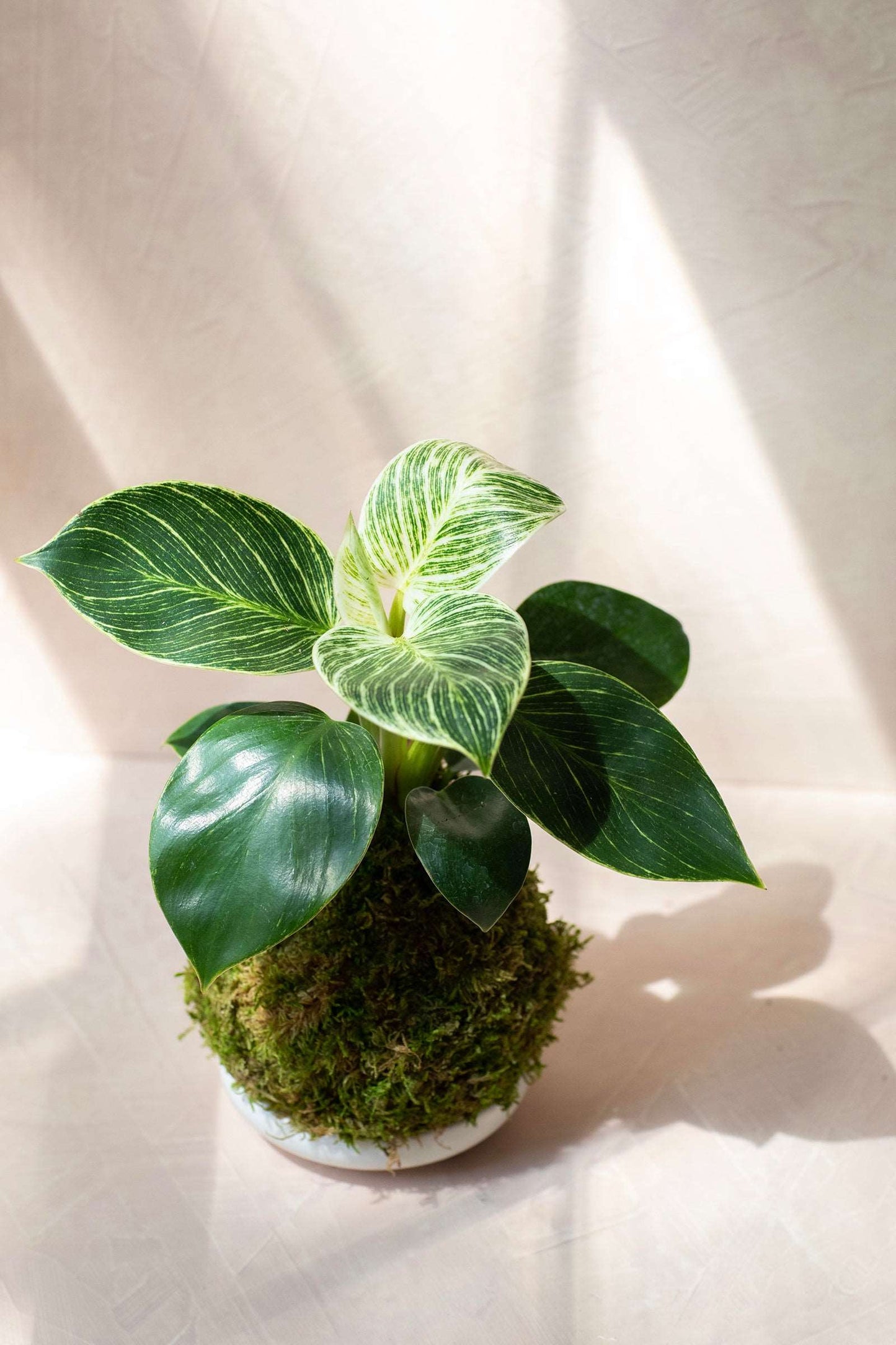 Philodendron Birkin Kokedama