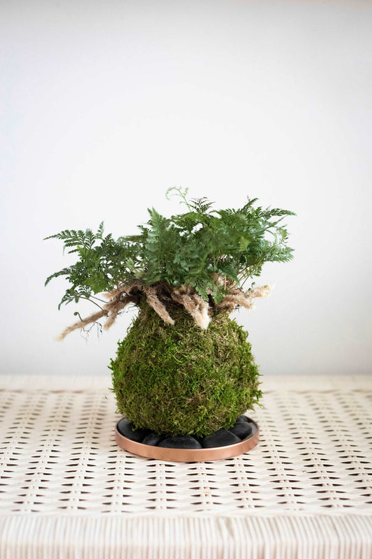 Rabbits Foot Fern Kokedama